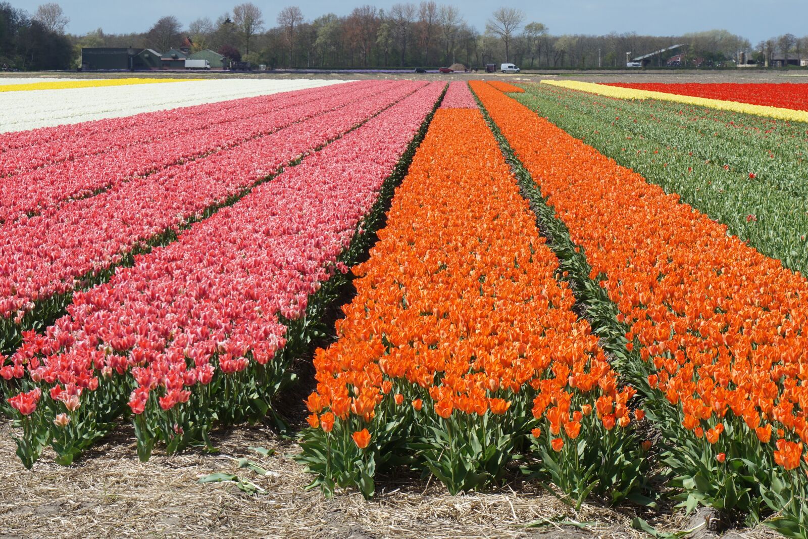 Sony a5100 sample photo. Field of flowers, tulips photography