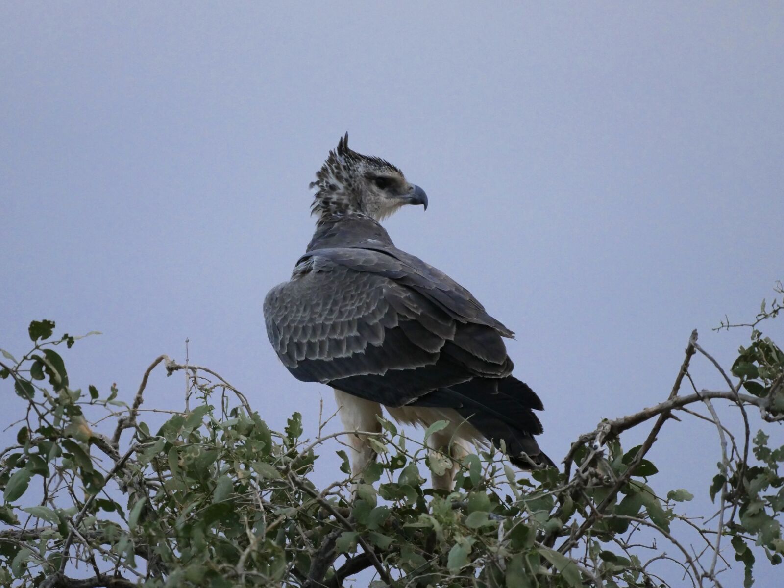 Panasonic Lumix DMC-GX8 sample photo. Adler, martial eagle, young photography