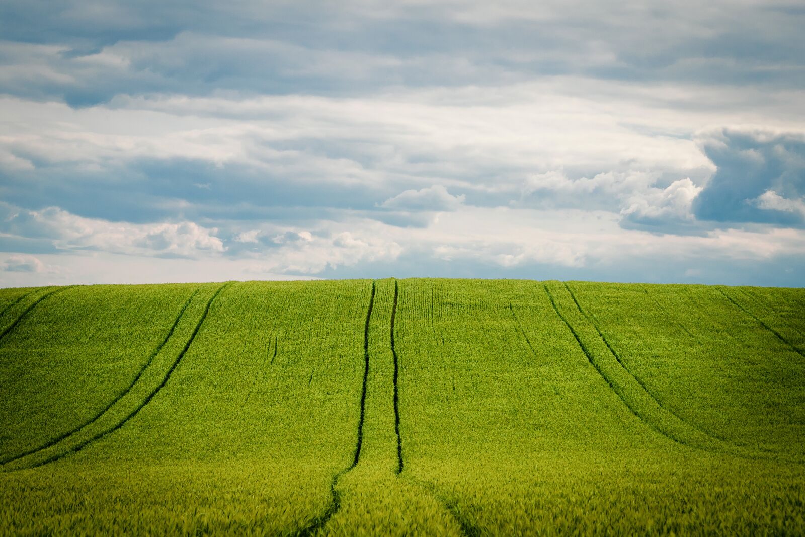 Canon EF 70-300mm F4-5.6 IS USM sample photo. Barley, barley field, cornfield photography