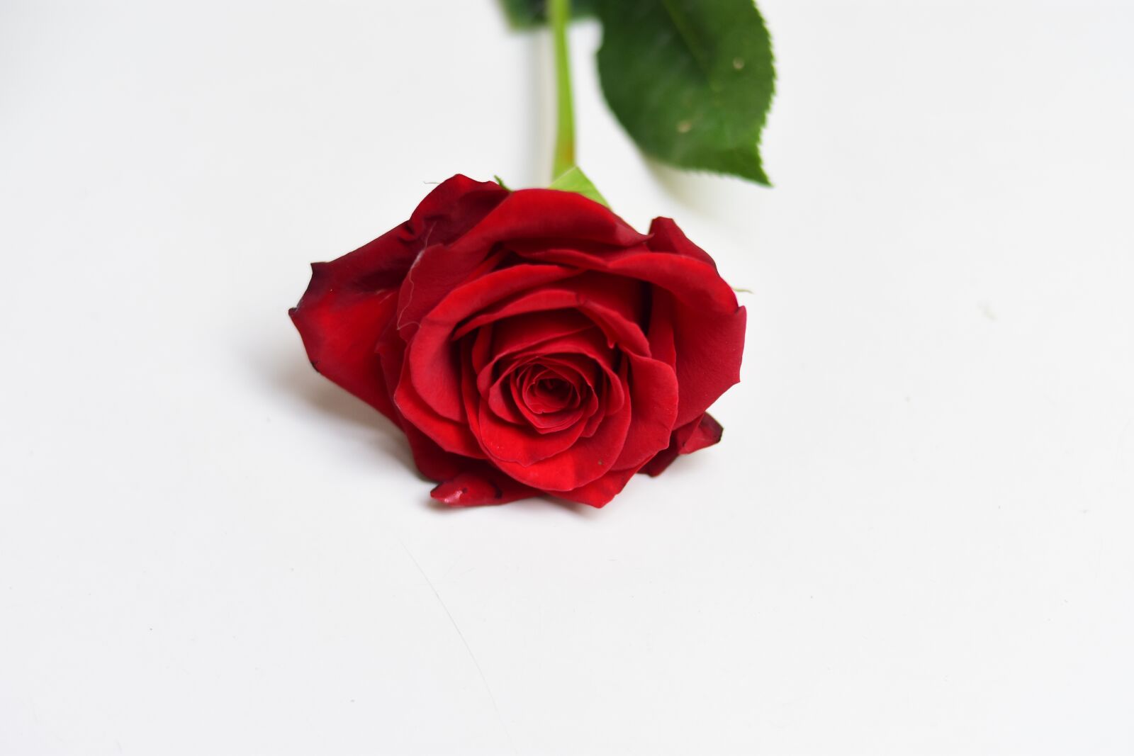 Nikon D3400 sample photo. Rosa, flower, petal photography