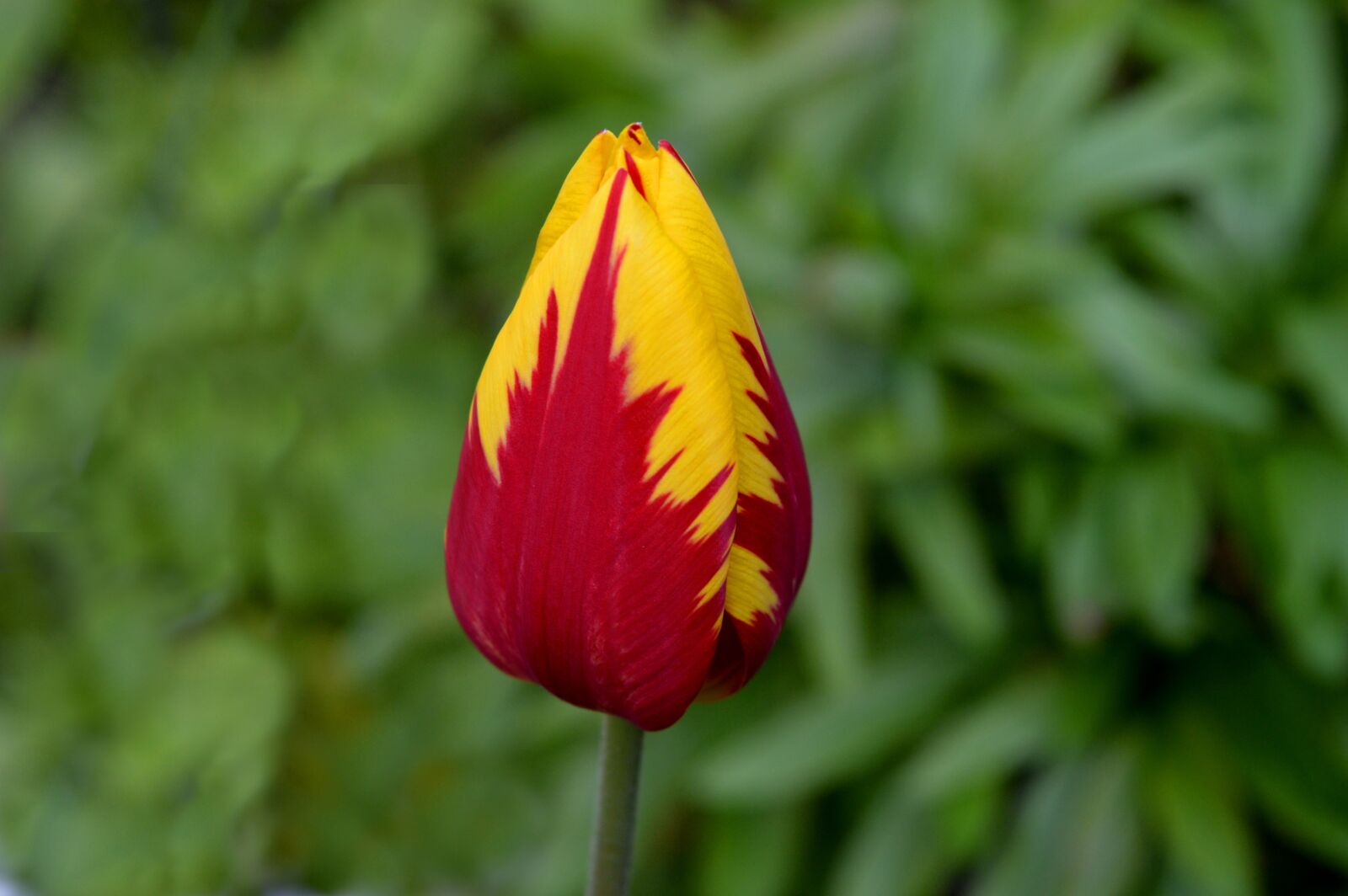 Nikon D3200 sample photo. Tulip, red yellow, flower photography