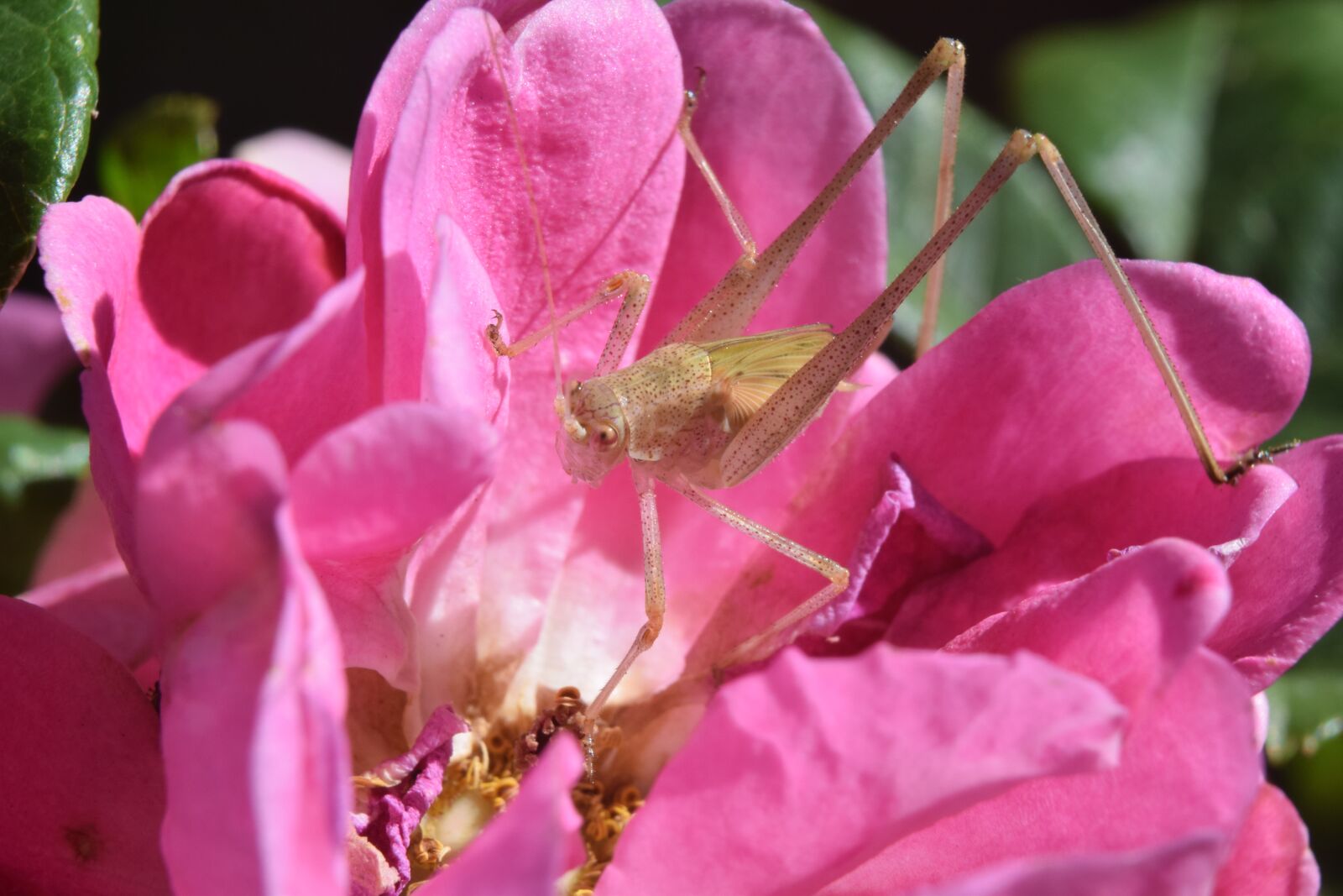 Nikon D5300 sample photo. Cricket, insect, grasshopper photography