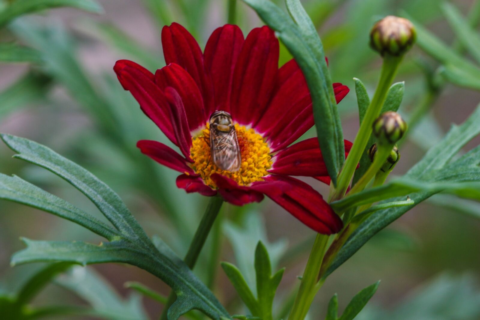 Canon EOS 7D Mark II sample photo. Flower, insect, garden flower photography