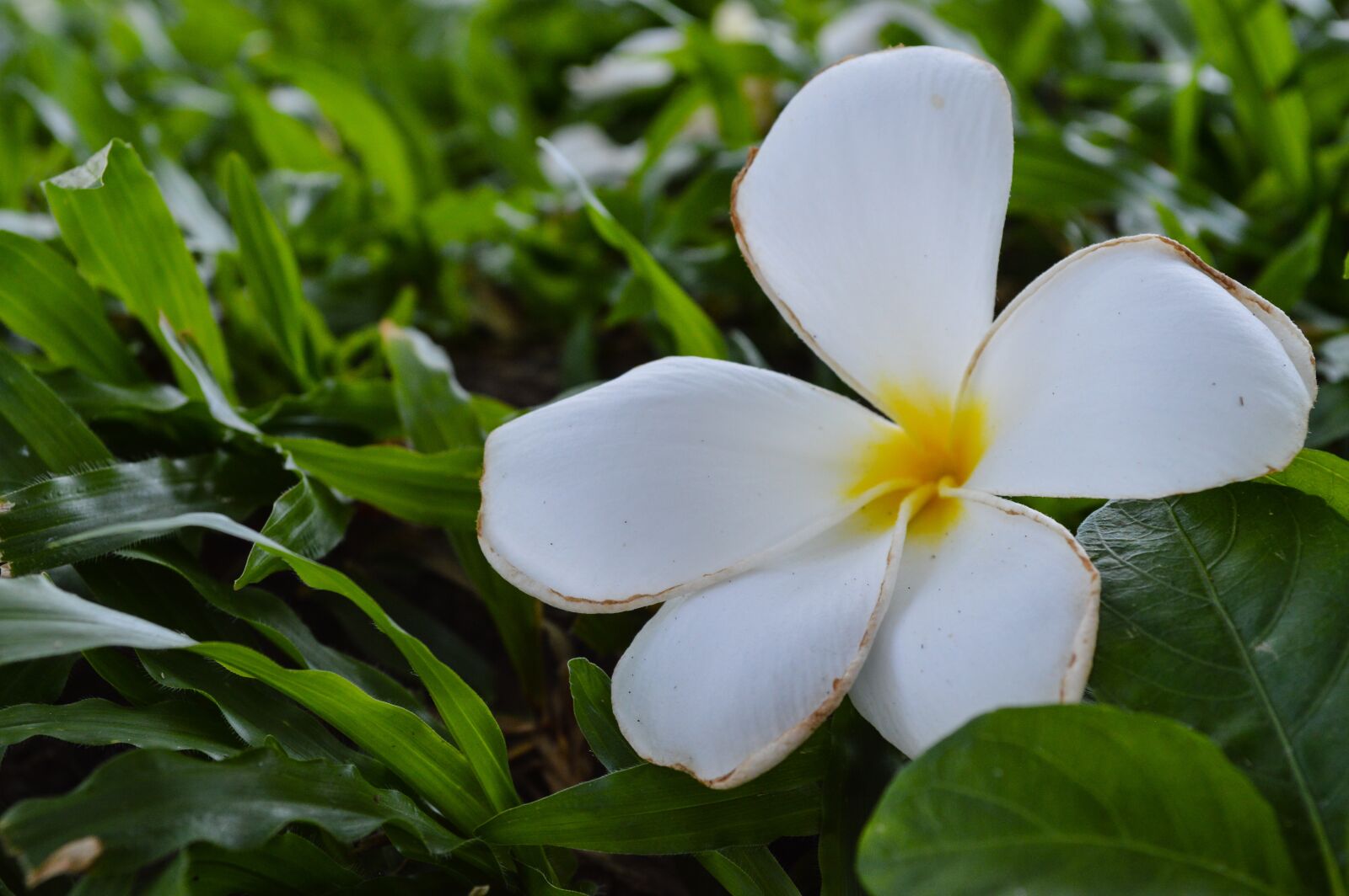 Nikon D3200 sample photo. Tiara, plumeria, frangipani photography