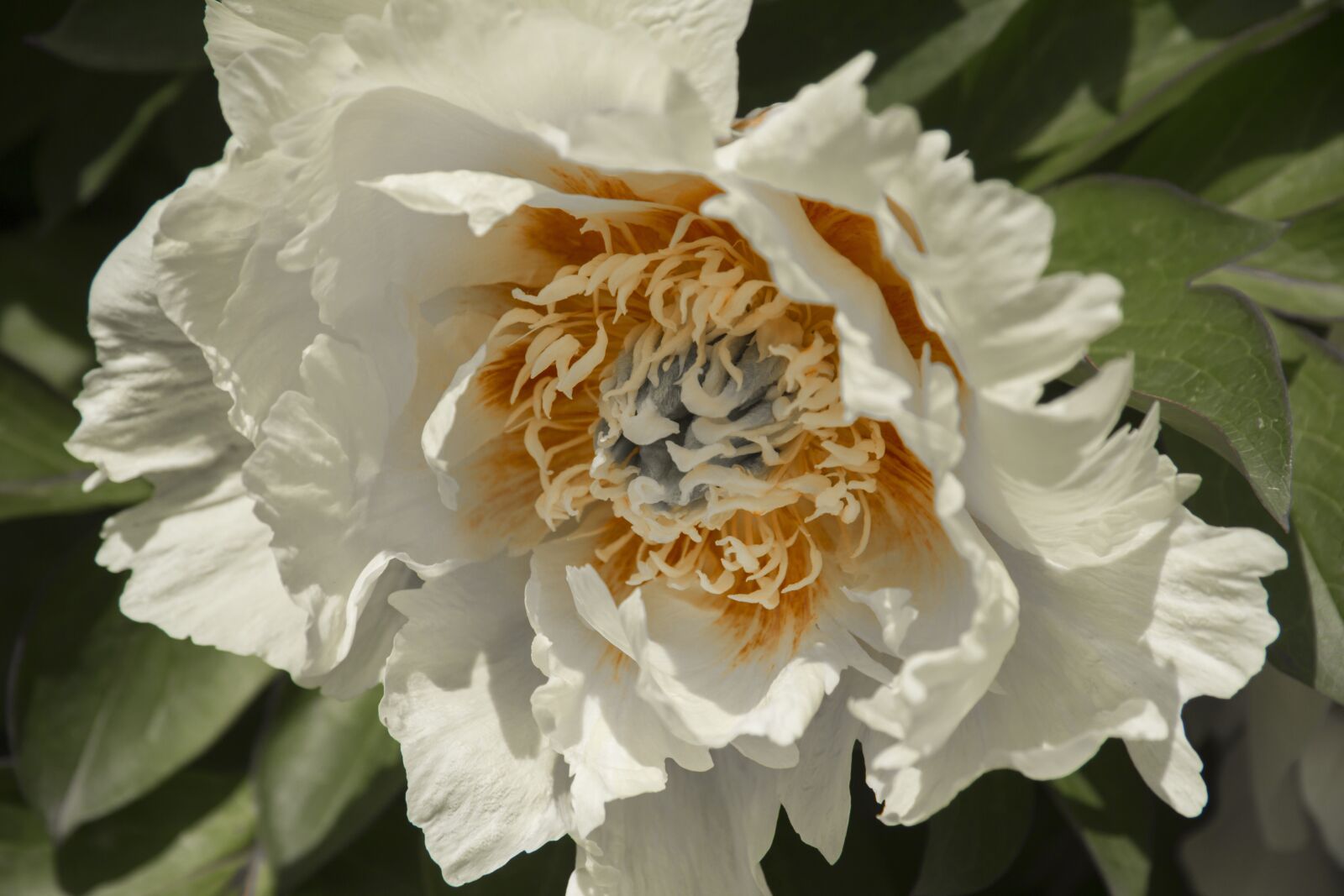 Canon EF-S 17-85mm F4-5.6 IS USM sample photo. Peony, flower, summer photography