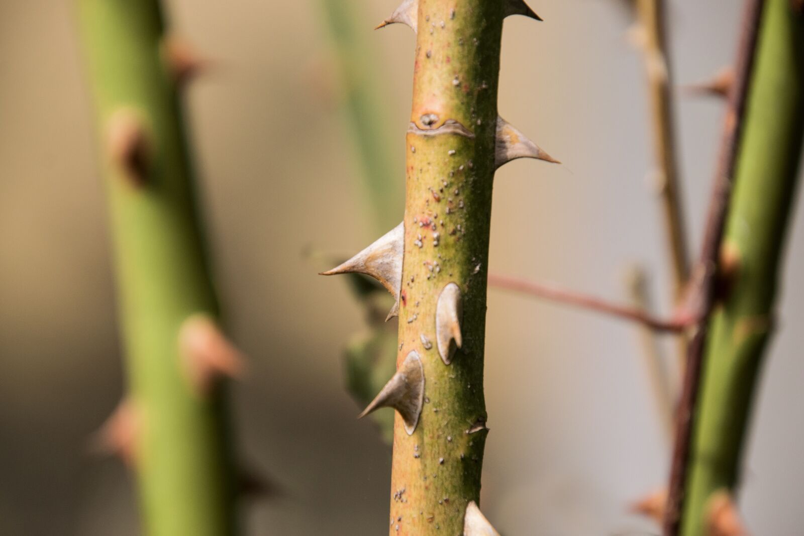Nikon D3300 sample photo. Nature, plant, leaf photography