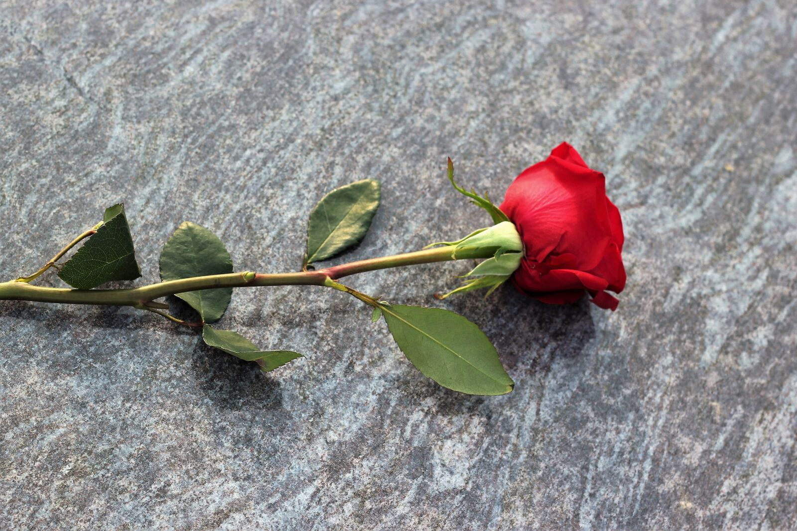 Canon EOS 550D (EOS Rebel T2i / EOS Kiss X4) sample photo. Red rose, love symbol photography