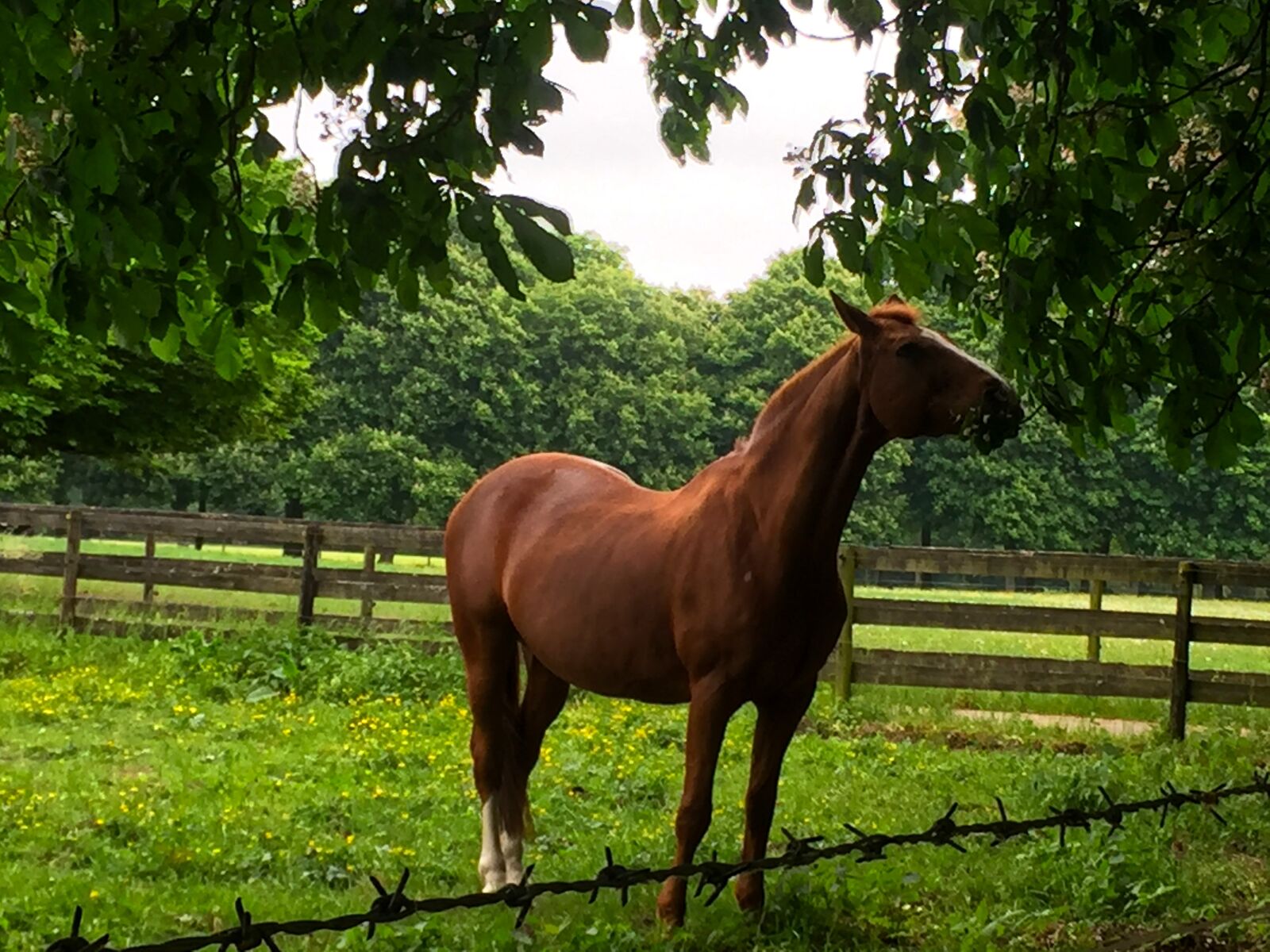 Apple iPhone 6 sample photo. Horse, animal, pasture photography