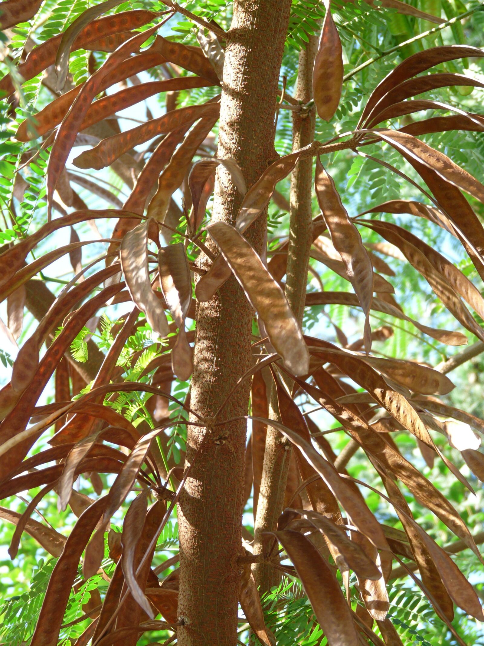 Panasonic DMC-FZ18 sample photo. Seeds, pods, ripe photography