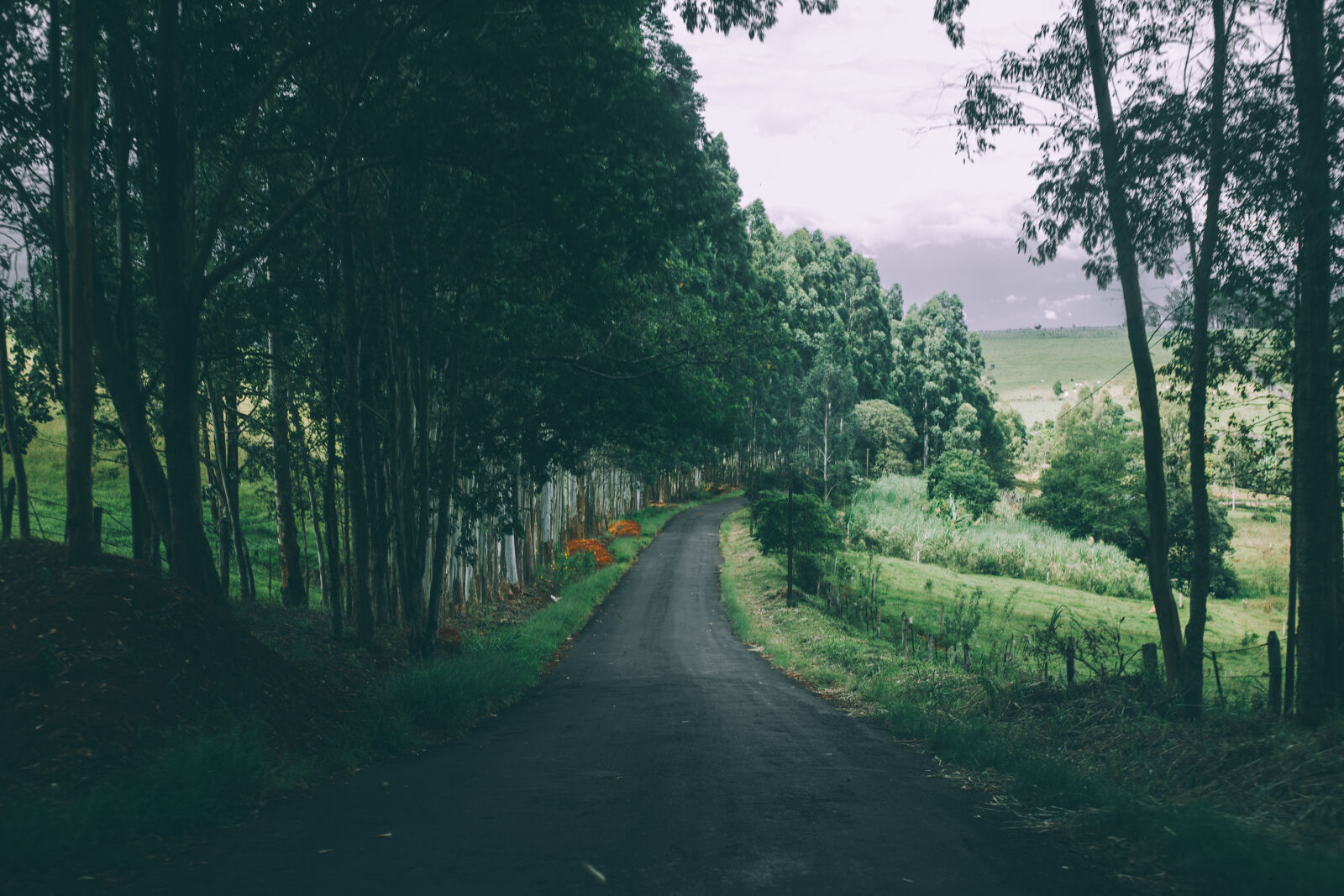 Canon EOS 6D + Canon EF 50mm F1.8 II sample photo. Road, trees, countryside, forest photography