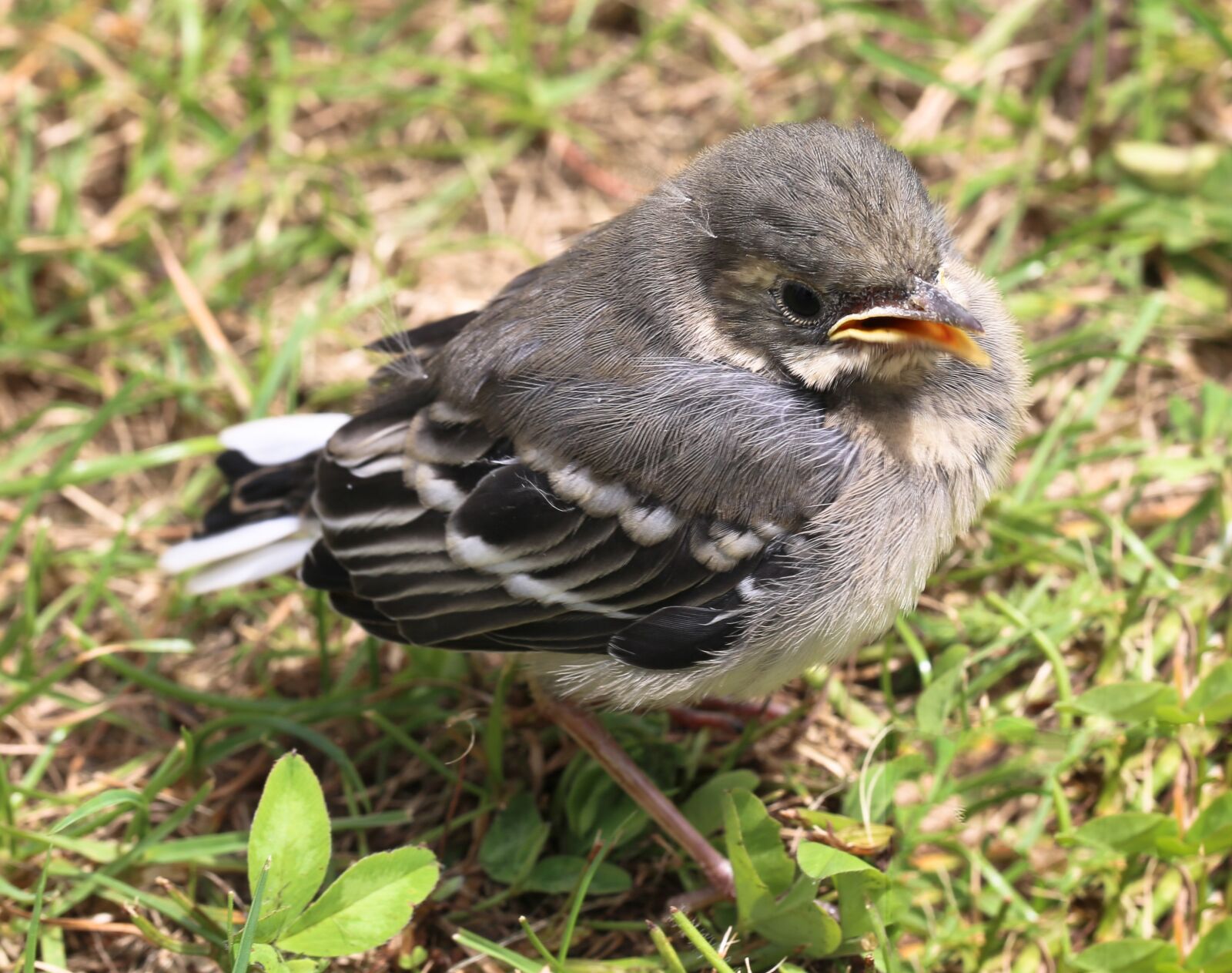 Canon EF 100mm F2.8L Macro IS USM sample photo. Bird, young, songbird photography