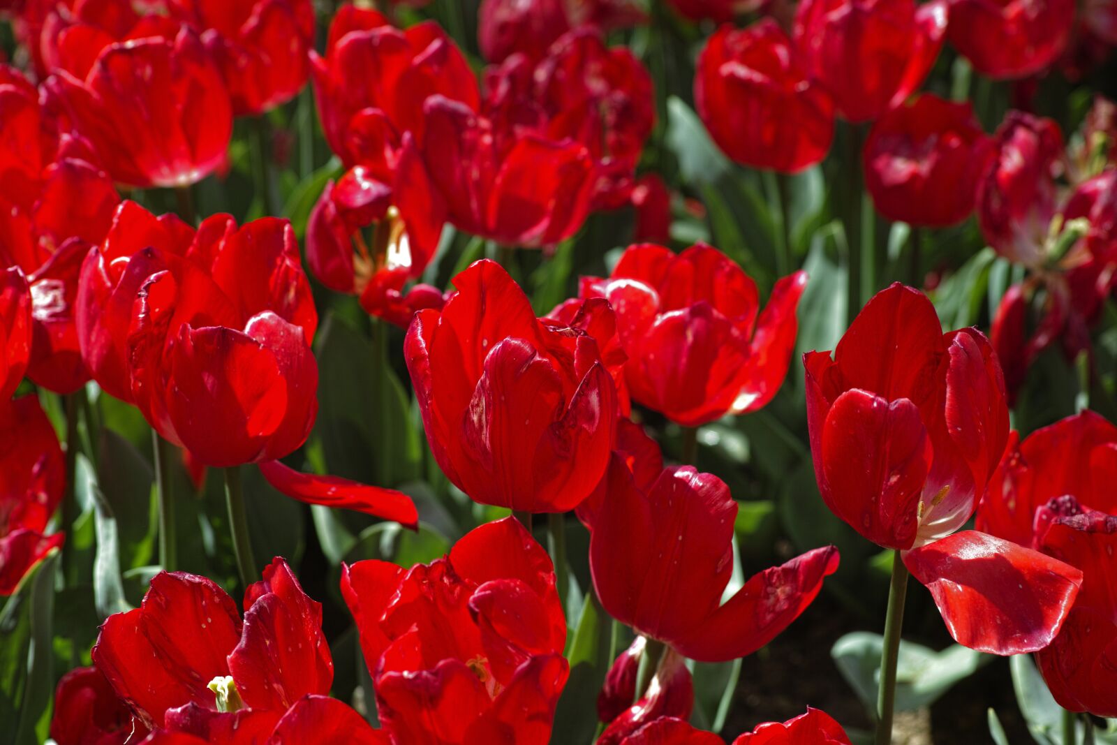 Sigma DP3 Merrill sample photo. Red, tulips, environmental photography