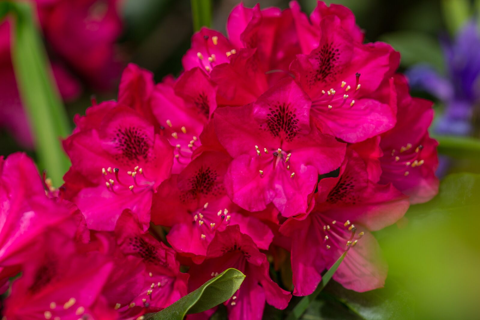 Canon EOS 600D (Rebel EOS T3i / EOS Kiss X5) sample photo. Flower, red, blossom photography