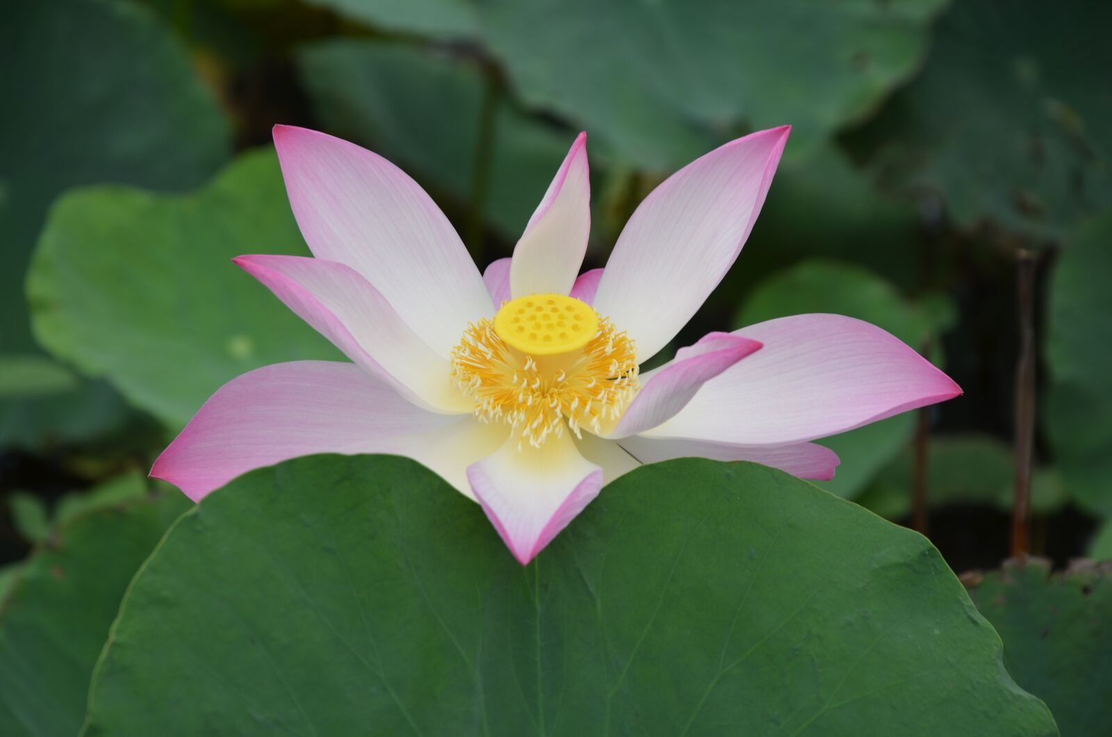 Nikon D7000 sample photo. Lotus, flower, pink photography