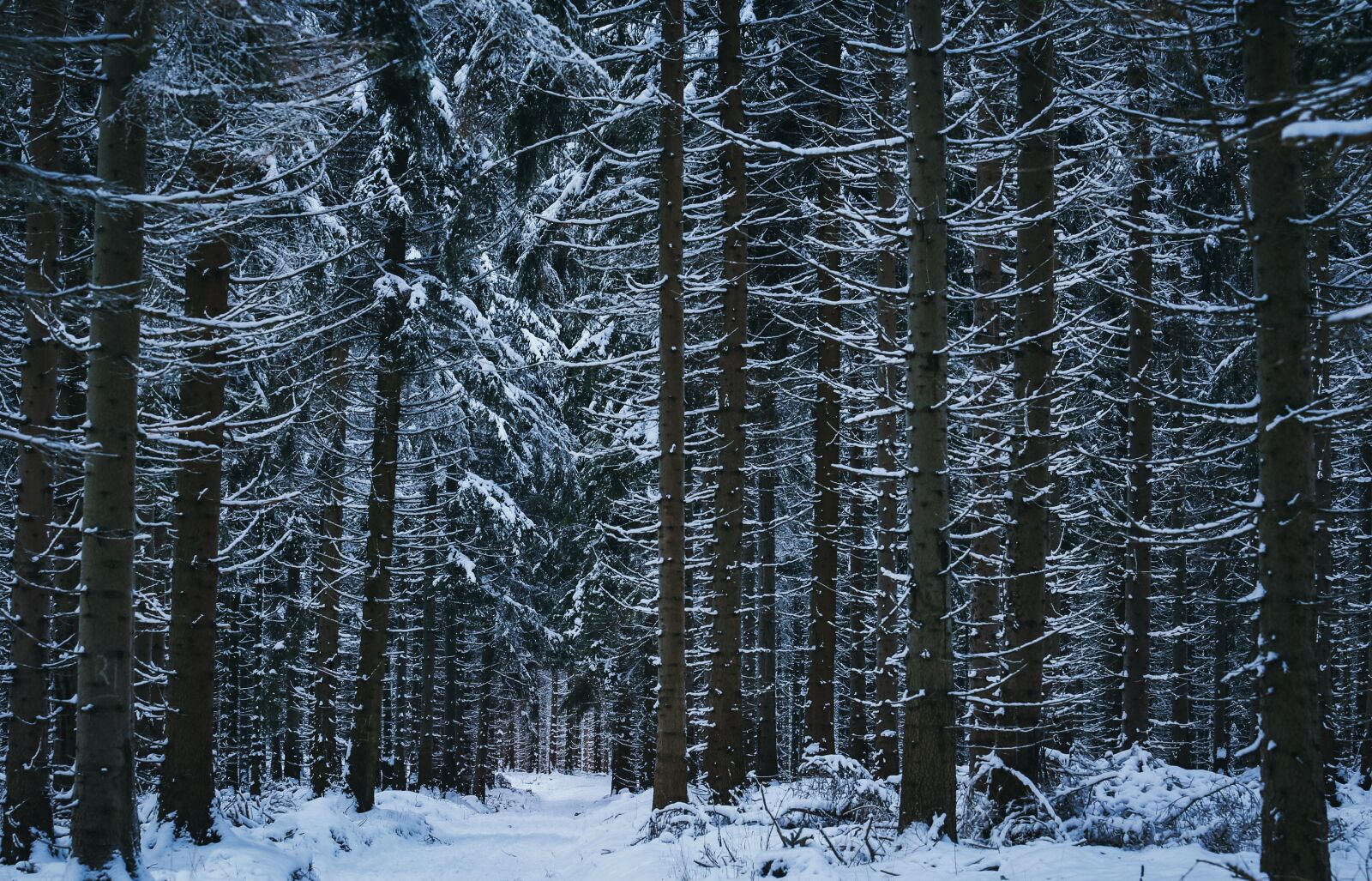 Canon EF 70-200mm F4L USM sample photo. Winter, snow, winter forest photography