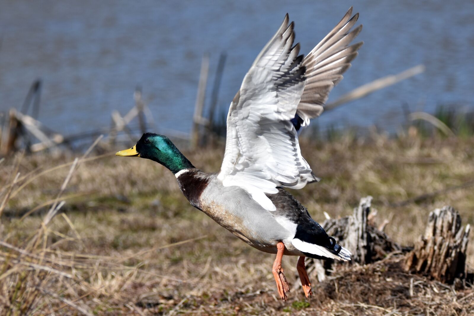 Nikon D5500 sample photo. Mallard duck, taking off photography
