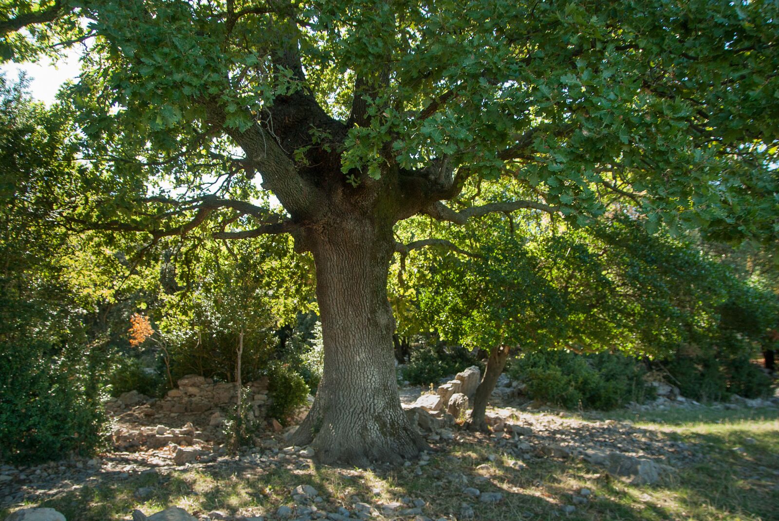Pentax K10D sample photo. Tree, scrubland, old oak photography