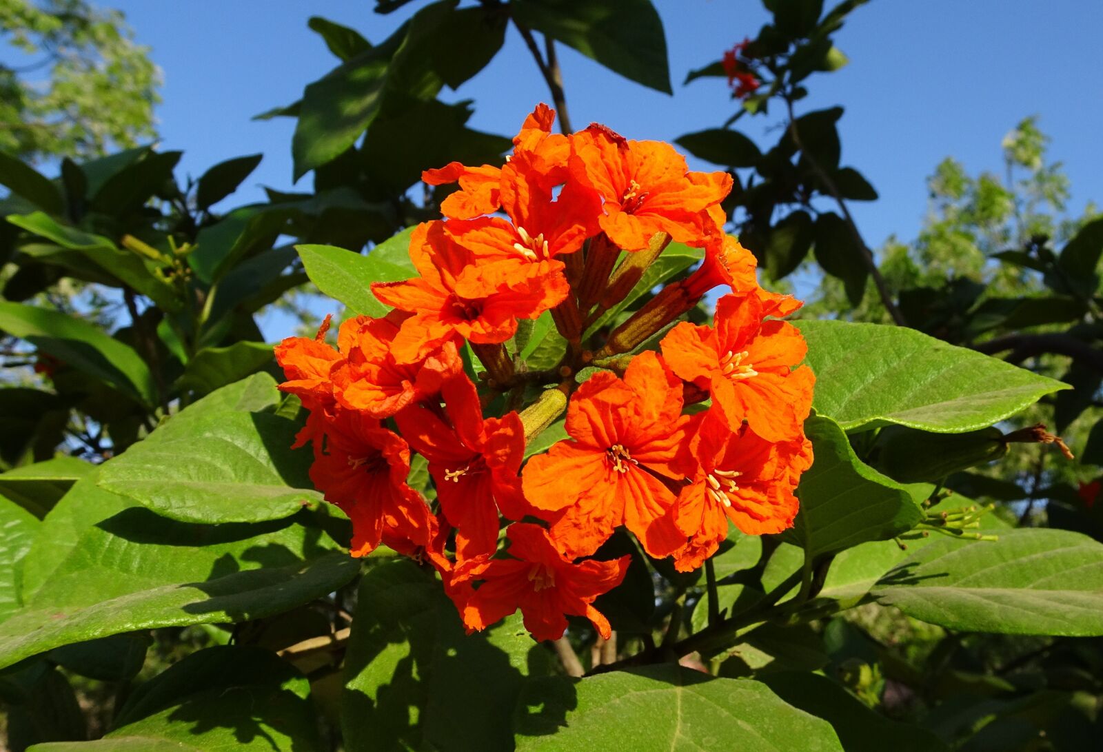 Sony Cyber-shot DSC-HX90V sample photo. Flower, orange, scarlet cordia photography