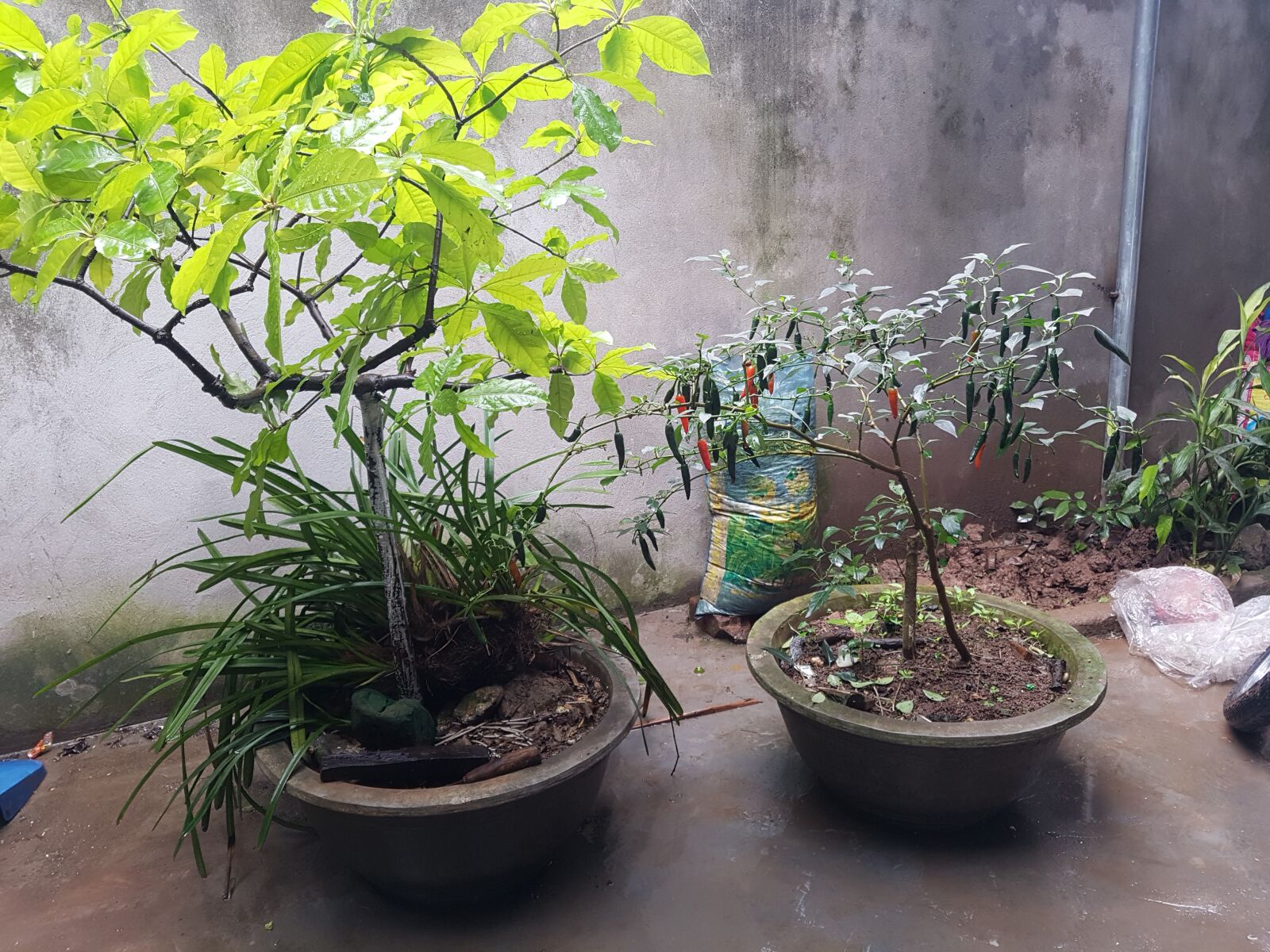 Samsung Galaxy S7 Edge sample photo. Bonsai, beautiful fruit, strange photography