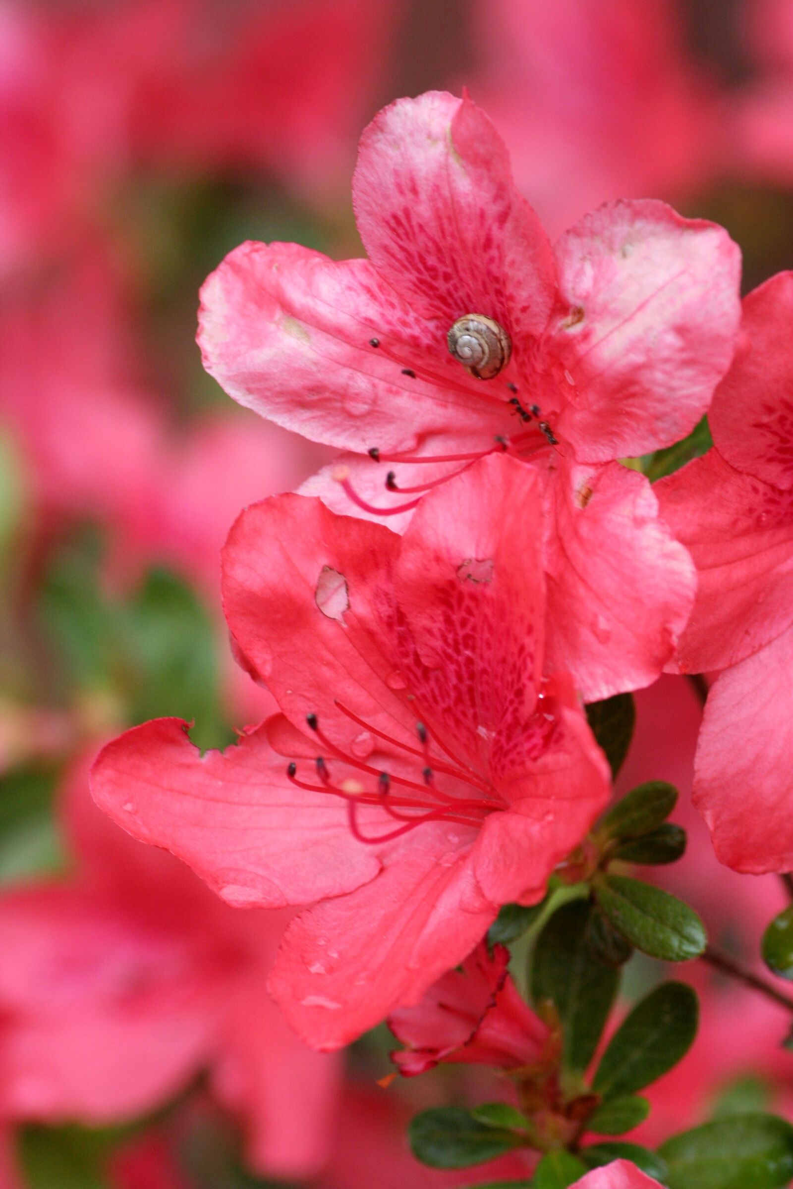 Canon EOS 350D (EOS Digital Rebel XT / EOS Kiss Digital N) sample photo. Flowers, azaleas, garden photography