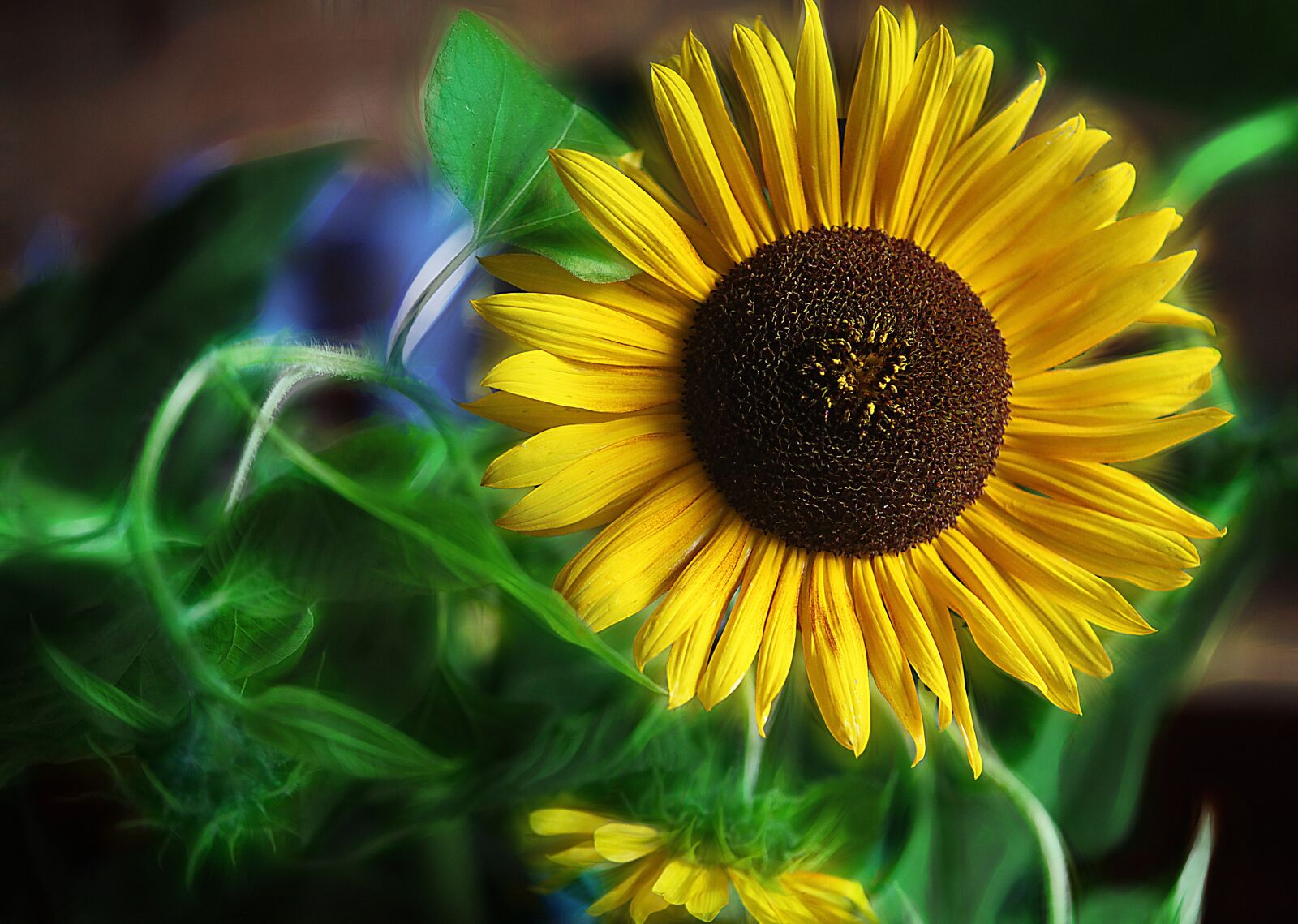Canon EOS 5D Mark II sample photo. Sunflowers, flowers, yellow flowers photography