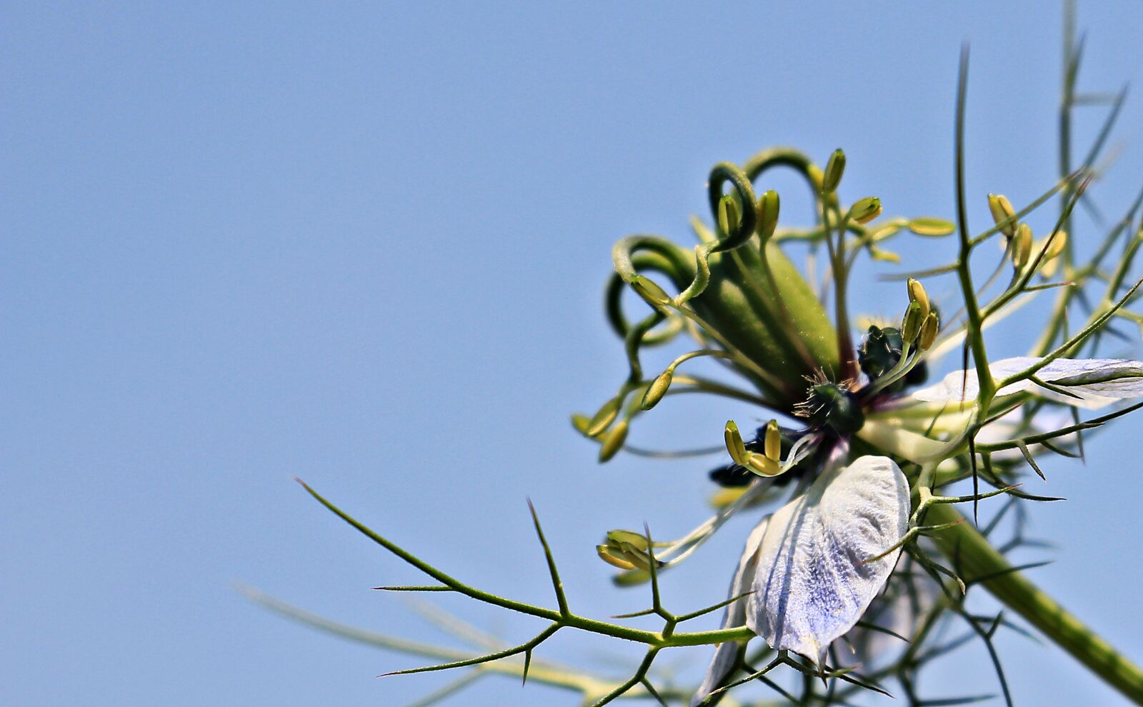 Canon EOS 550D (EOS Rebel T2i / EOS Kiss X4) sample photo. Virgin in the green photography