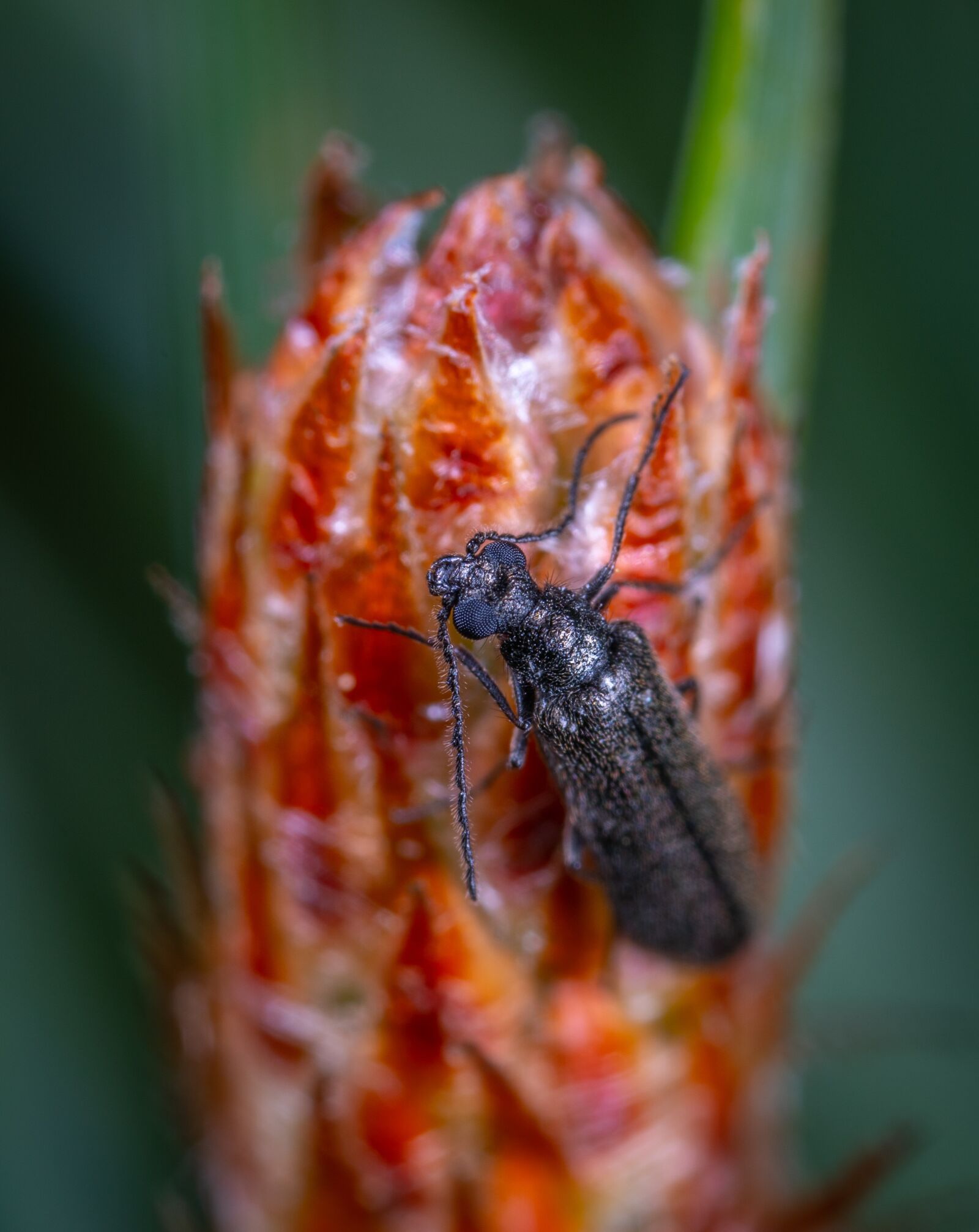 #124 65/2.8 sample photo. Macro, beetle photography