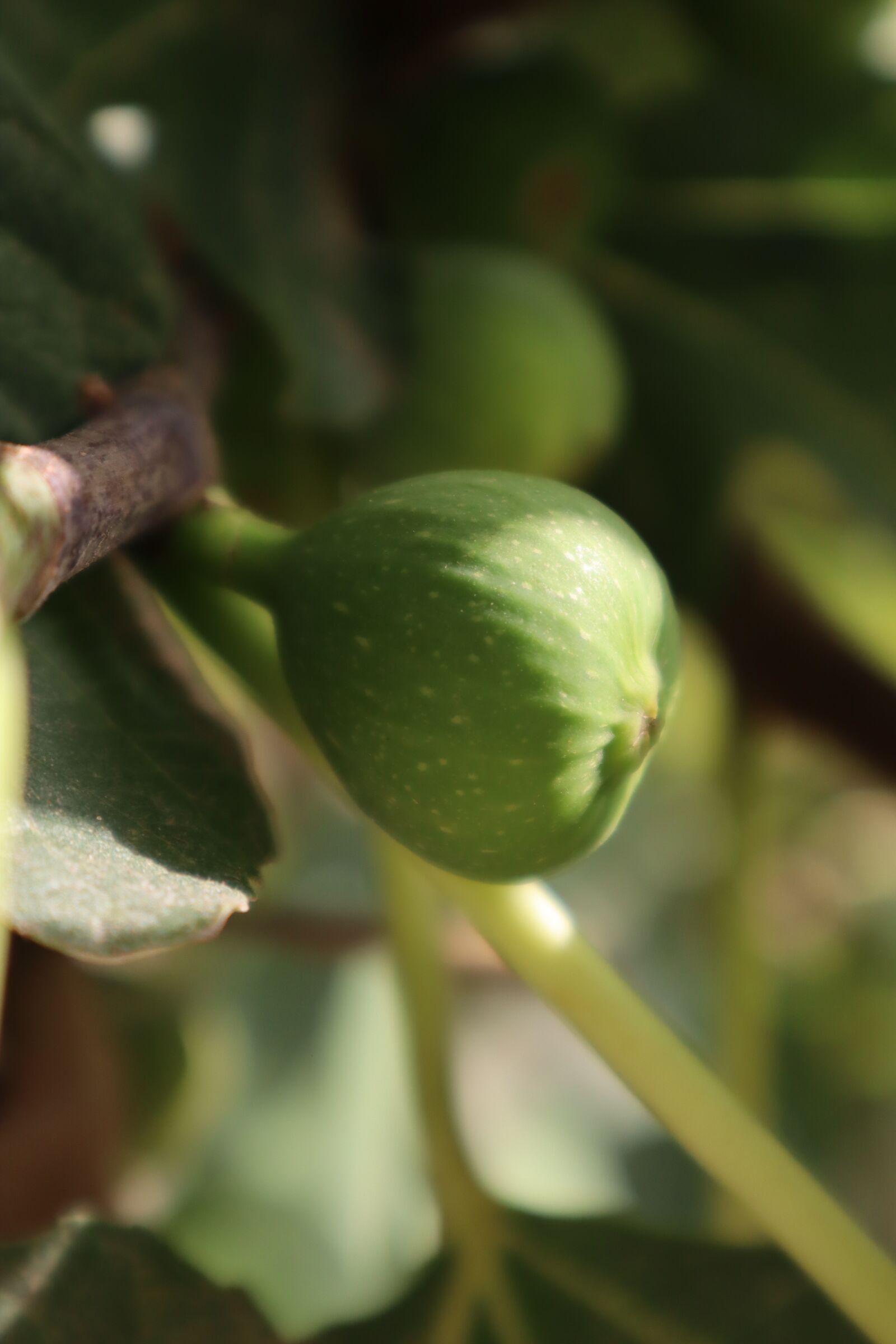 Canon EOS M50 (EOS Kiss M) sample photo. Fig, ecological, fruit photography