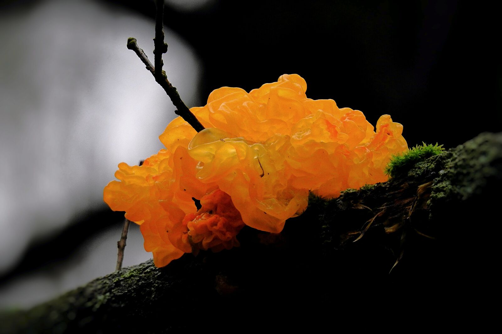 Nikon Coolpix P900 sample photo. Mushroom, nature, forest photography