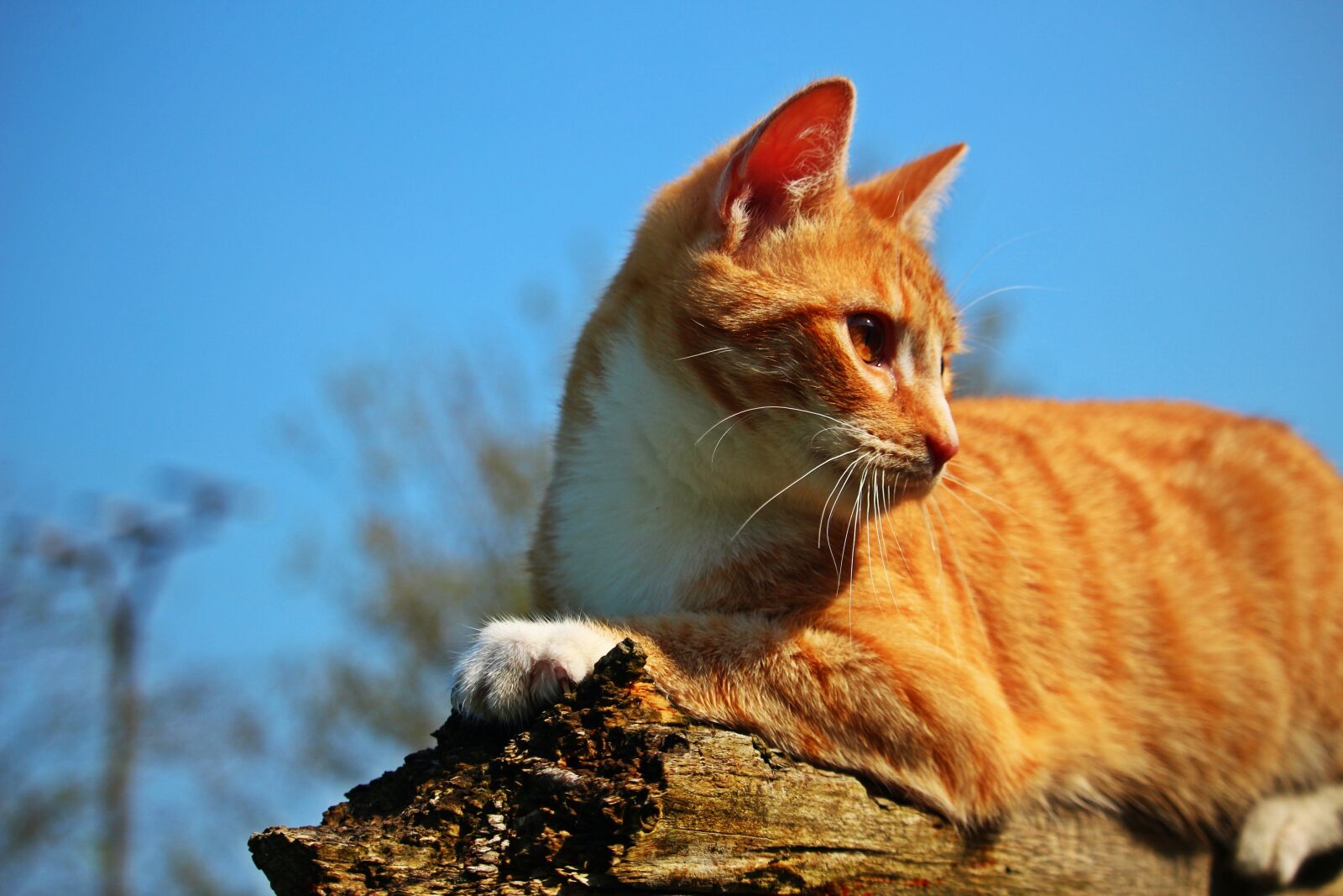 Canon EOS 100D (EOS Rebel SL1 / EOS Kiss X7) sample photo. Cat, kitten, mieze photography