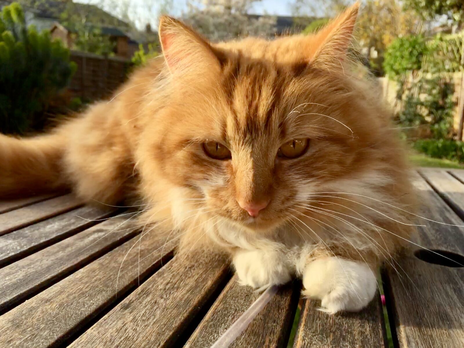 iPhone SE back camera 4.15mm f/2.2 sample photo. Ginger, cat, feline photography