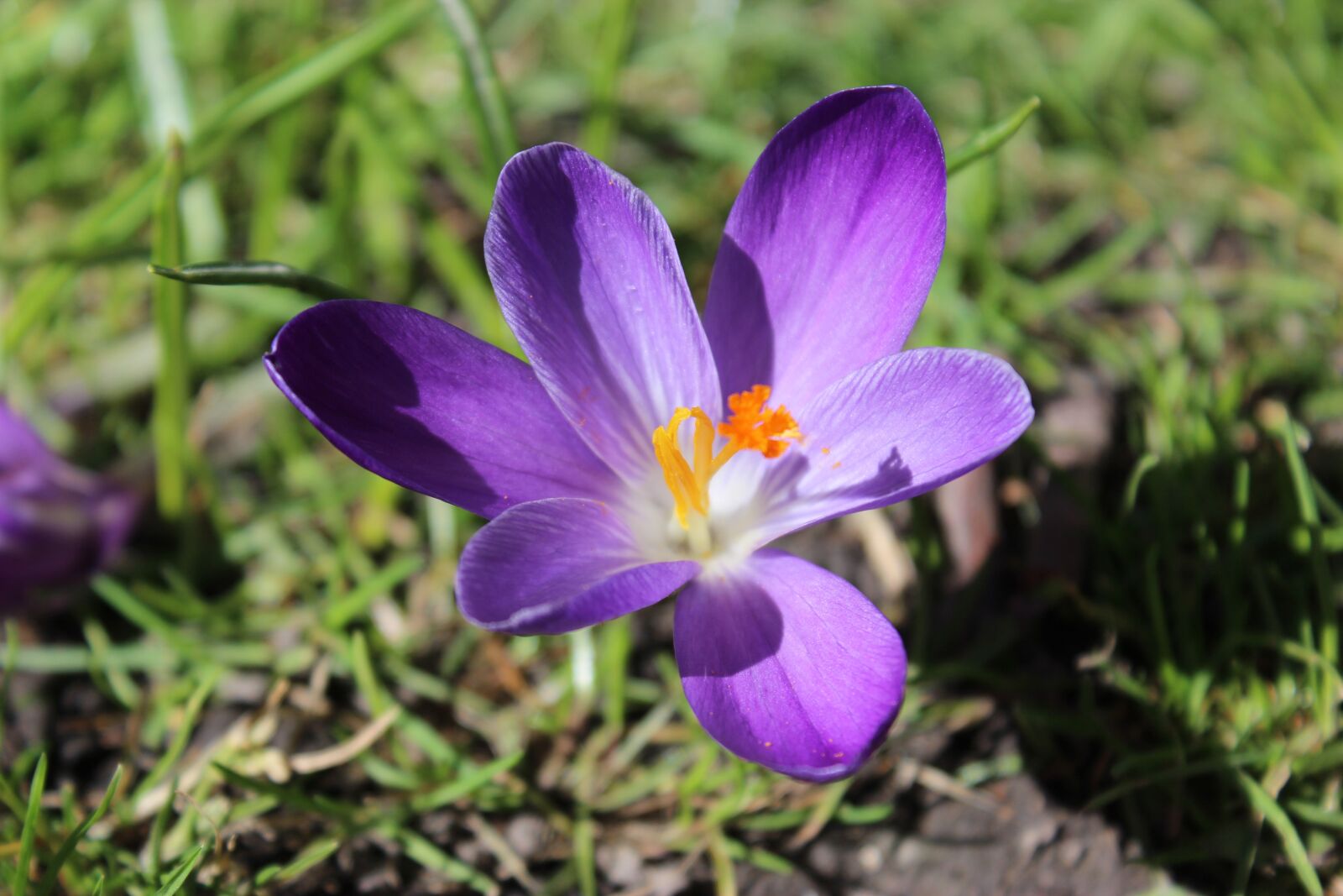 Canon EOS 600D (Rebel EOS T3i / EOS Kiss X5) sample photo. Flower, spring, garden photography