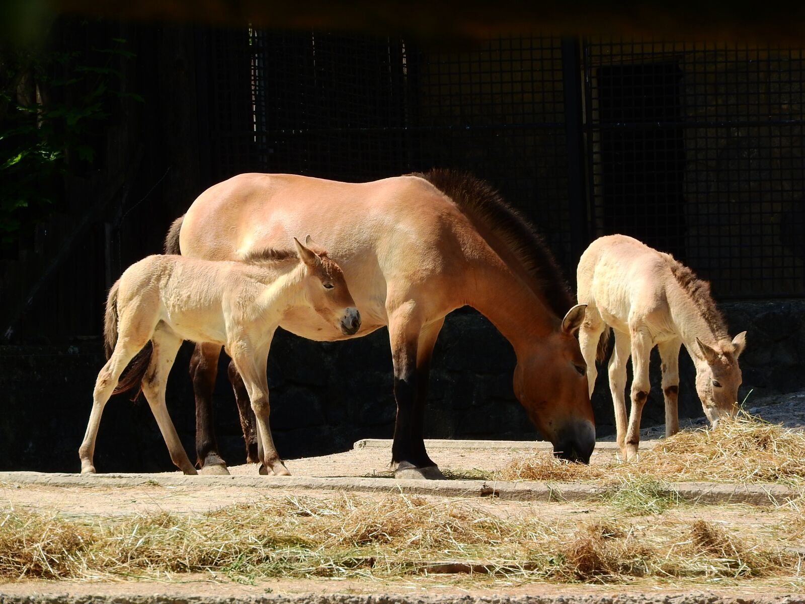 Nikon Coolpix P610 sample photo. Przewalski's horse, equus przewalskii photography