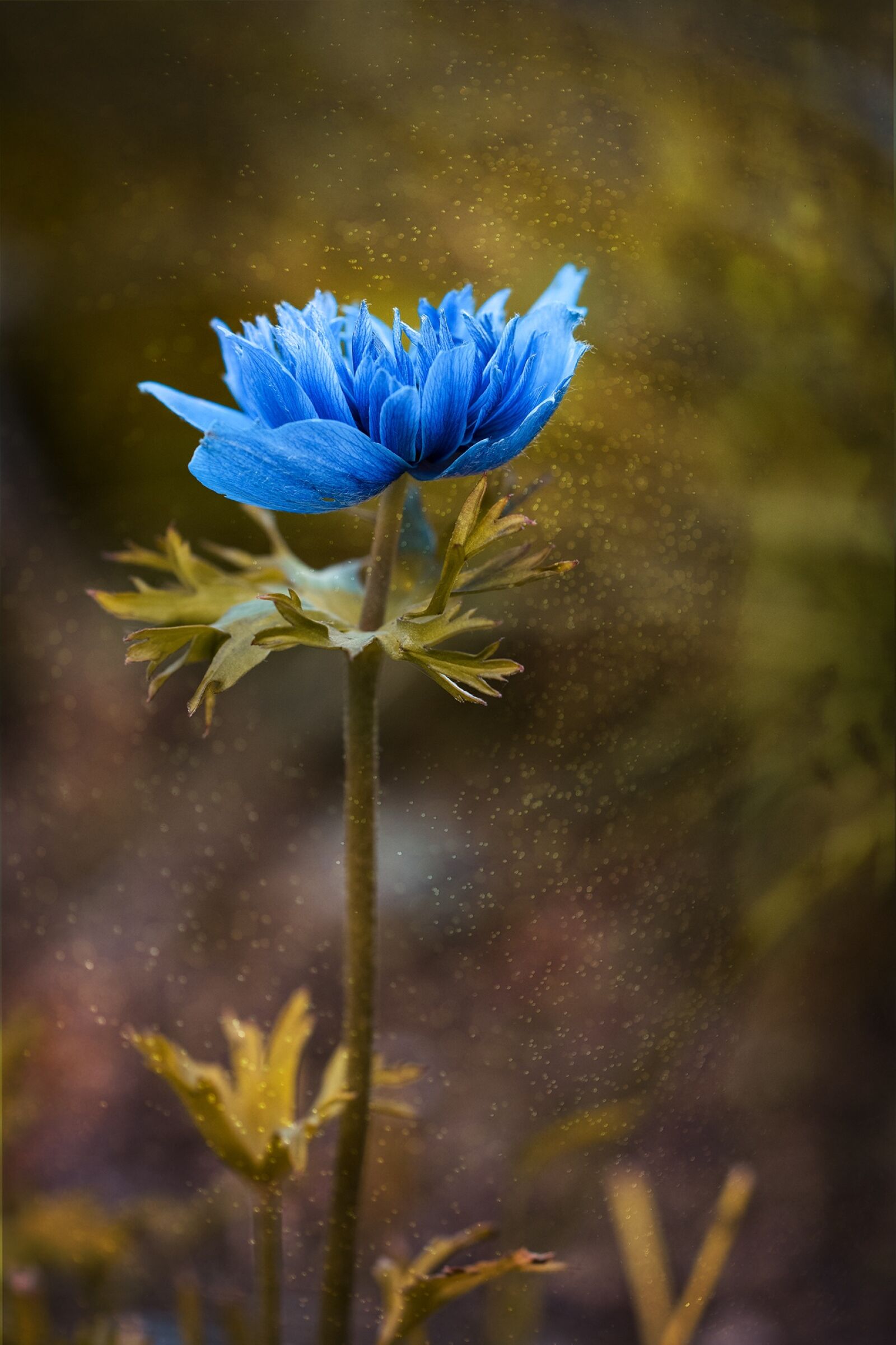 Nikon D7100 sample photo. Anemone, blue, blue anemone photography