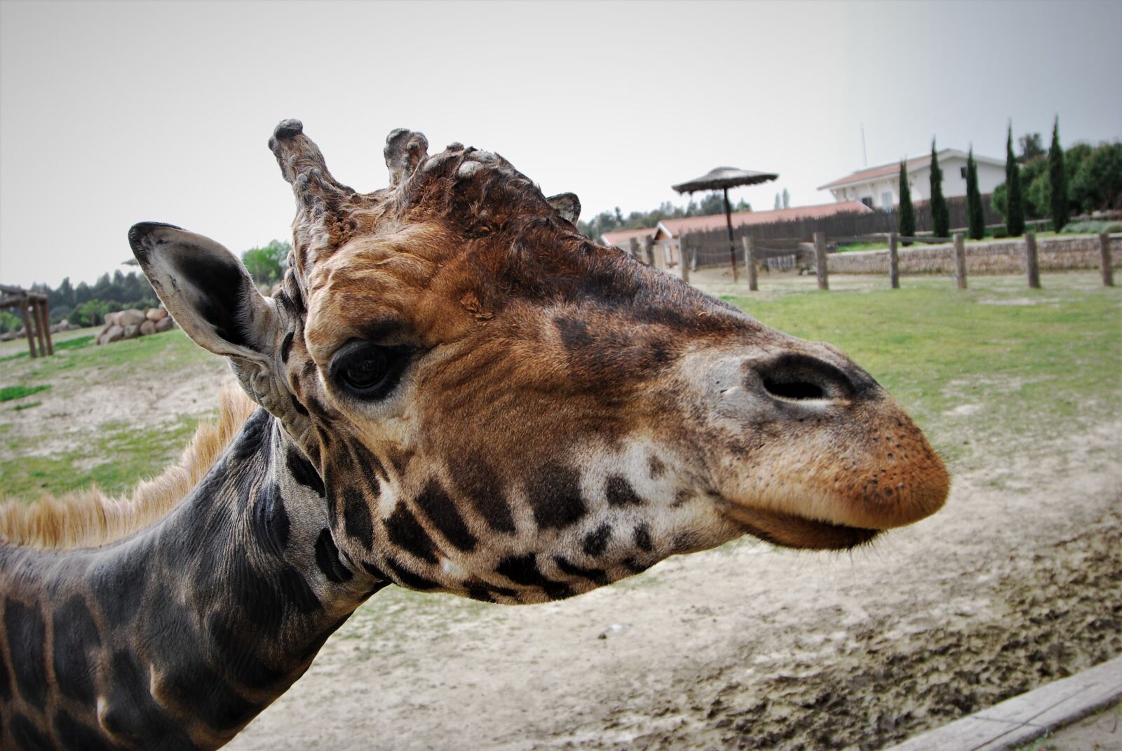 Nikon D80 sample photo. Giraffe, animal, africa photography