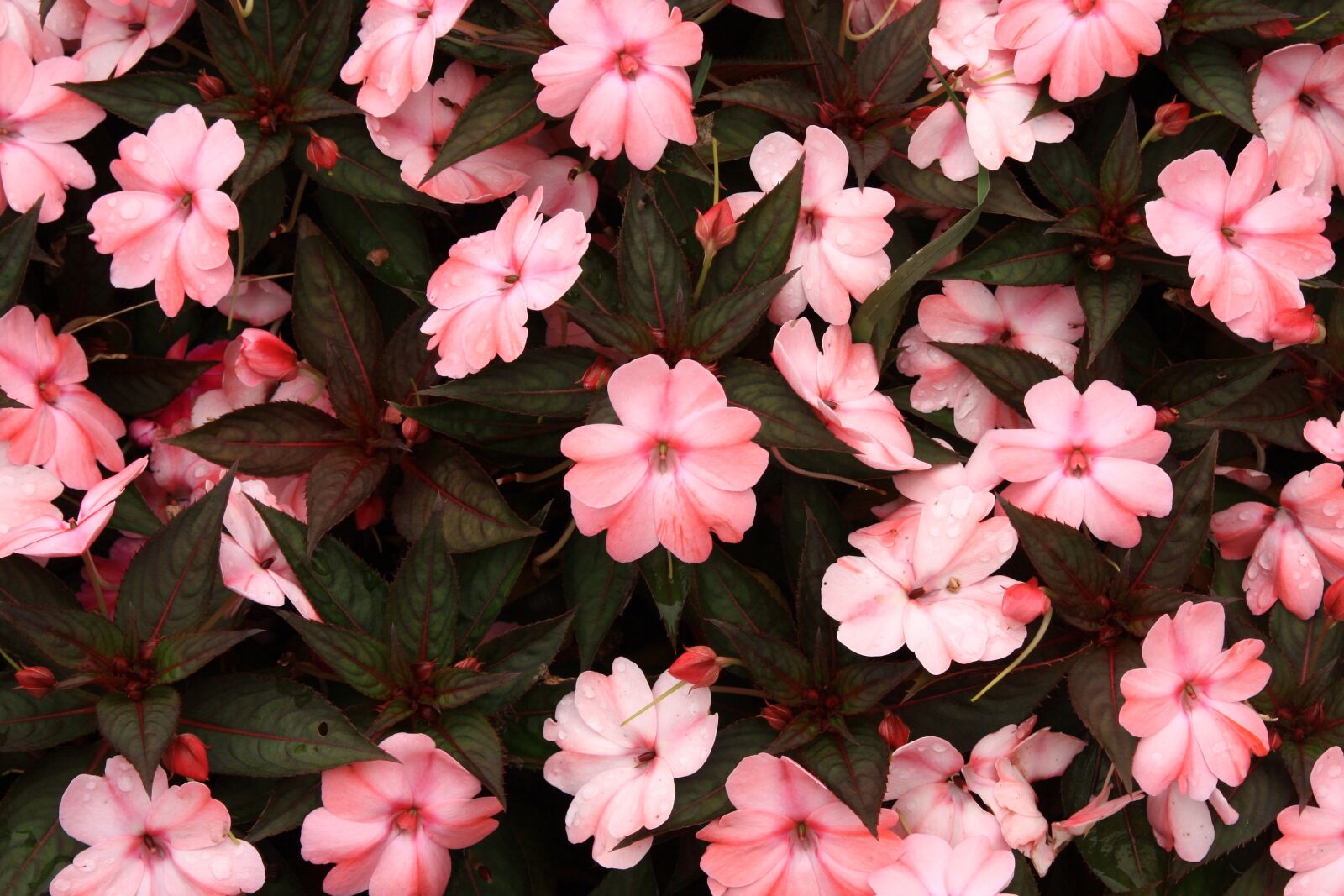 Canon EOS 40D sample photo. Flowers, western sewing line photography