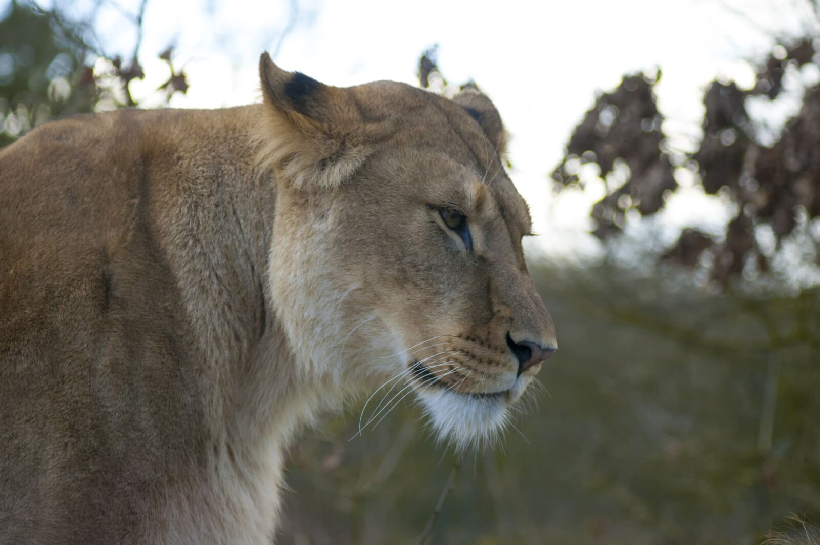 Nikon D300S sample photo. Lion, zoo, lioness photography