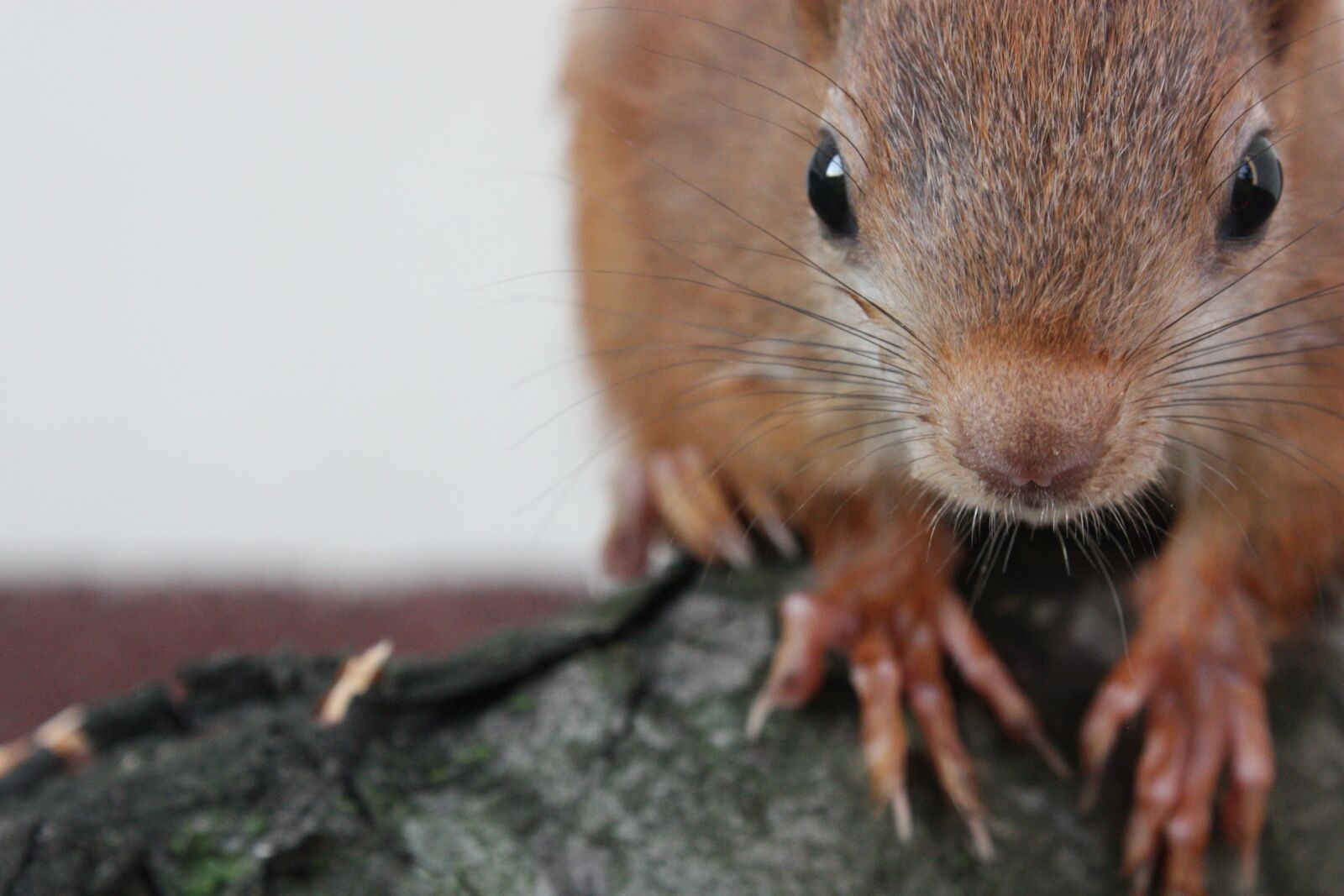 Canon EOS 450D (EOS Rebel XSi / EOS Kiss X2) sample photo. The squirrel, mammal, animal photography
