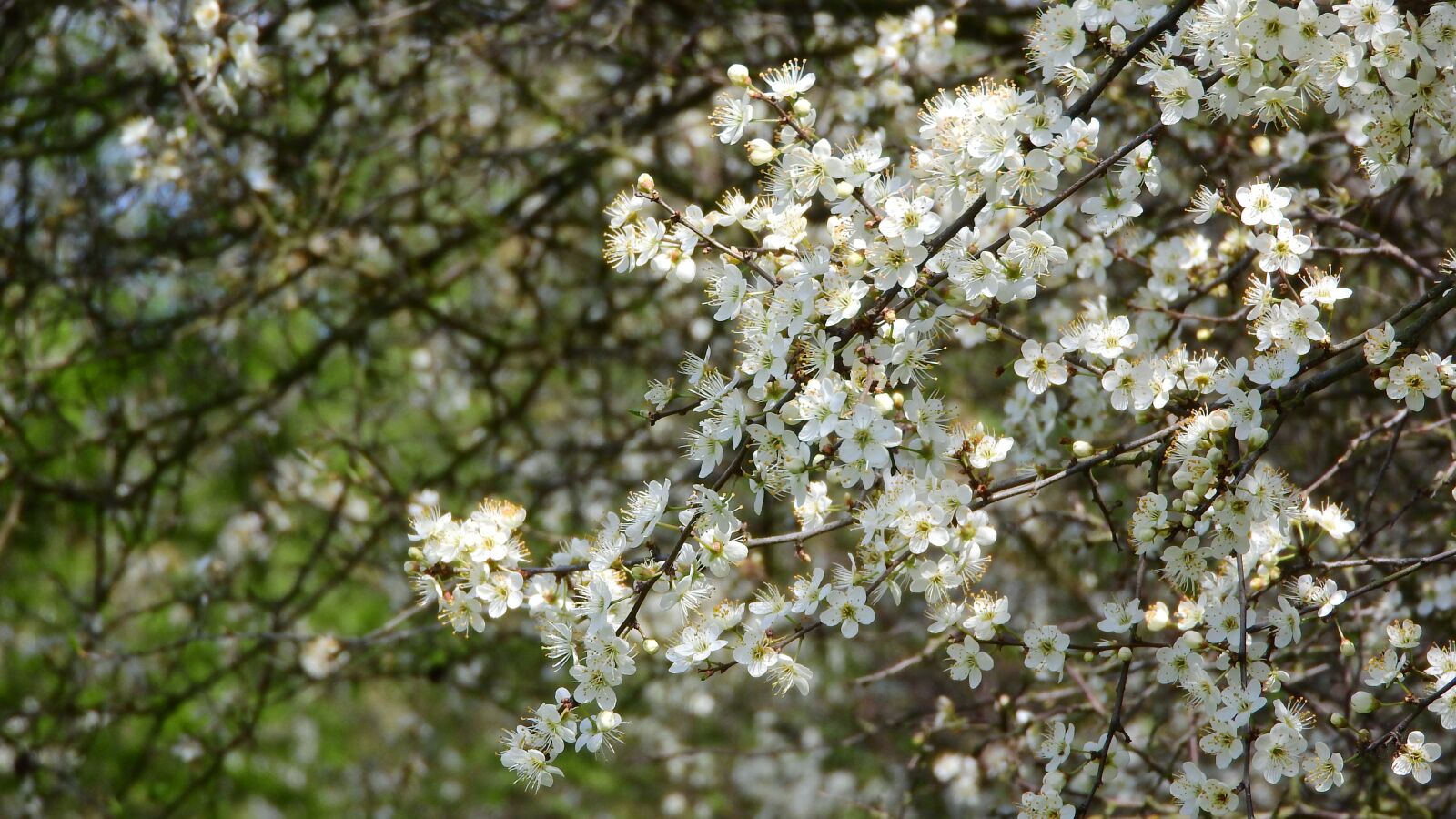 Nikon Coolpix P610 sample photo. Prunus spinosa, blackthorn, spring photography