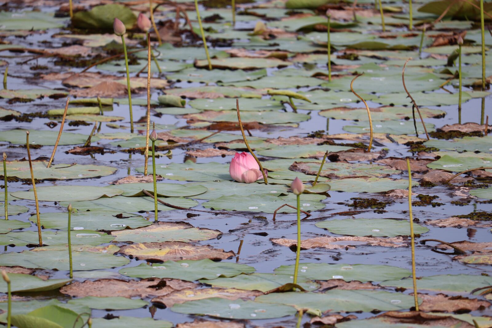 Canon EOS 250D (EOS Rebel SL3 / EOS Kiss X10 / EOS 200D II) sample photo. Kerala, water, leaves photography