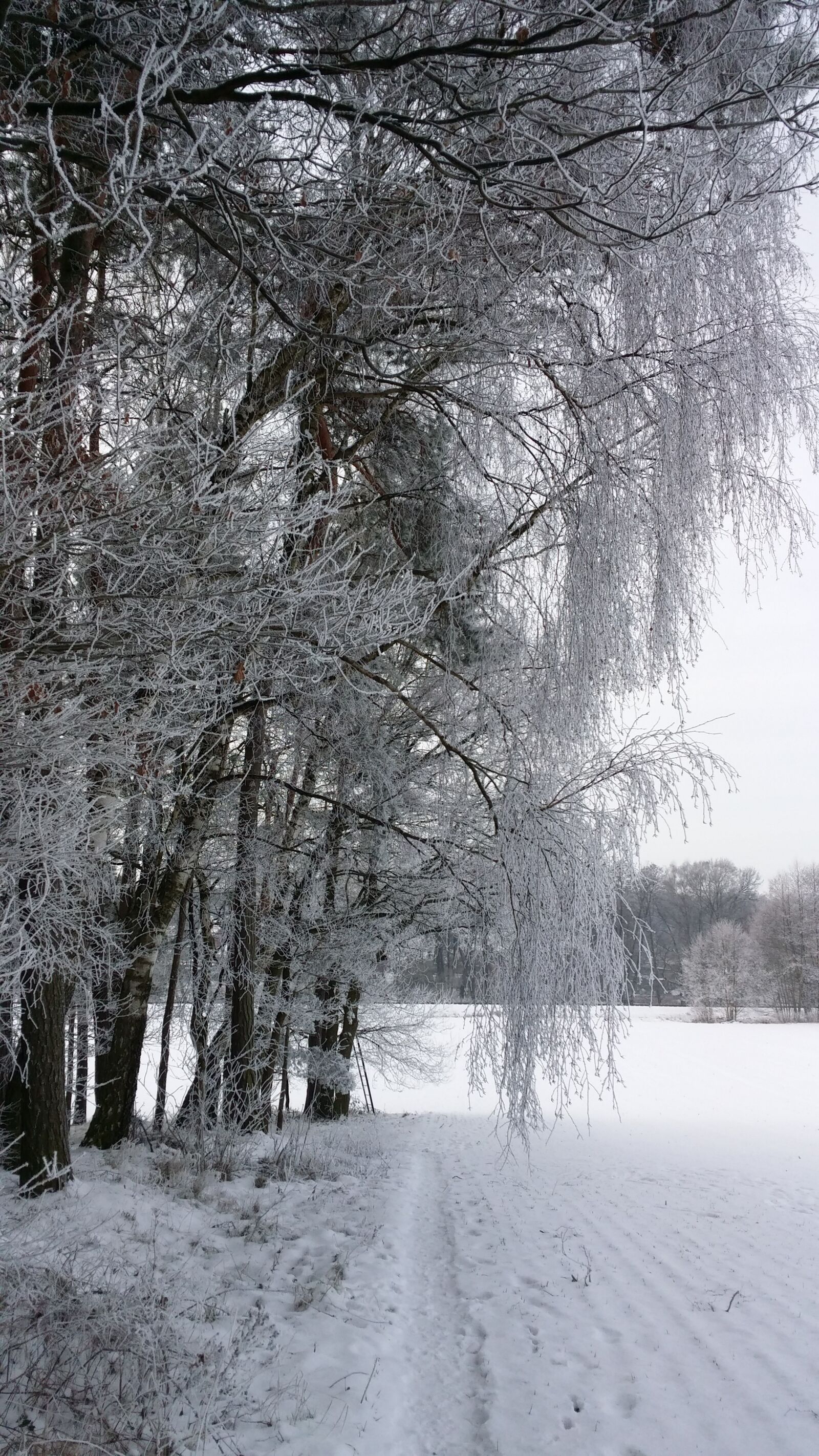 Samsung Galaxy S4 sample photo. Wintry, landscape, winter photography
