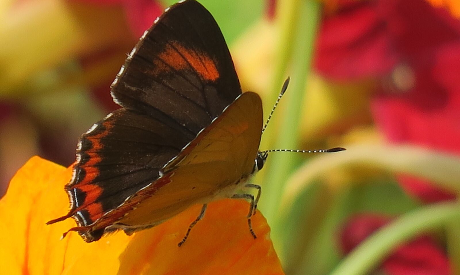 Canon PowerShot G3 X sample photo. Butterfly, insect, nature photography