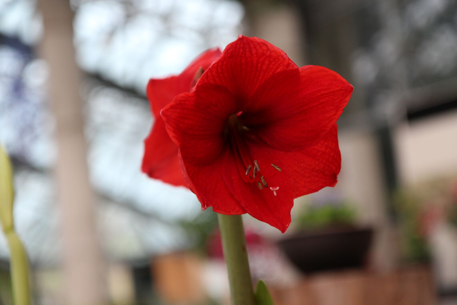 Canon EOS 600D (Rebel EOS T3i / EOS Kiss X5) sample photo. Jeju island, botanical garden photography