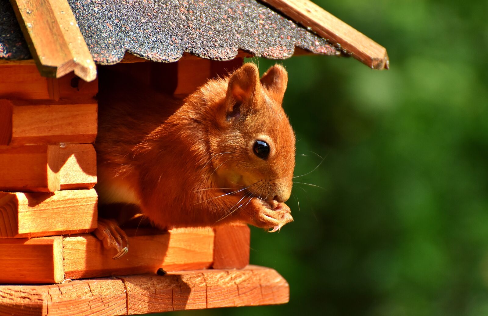 Nikon D7200 sample photo. Squirrel, nager, garden photography