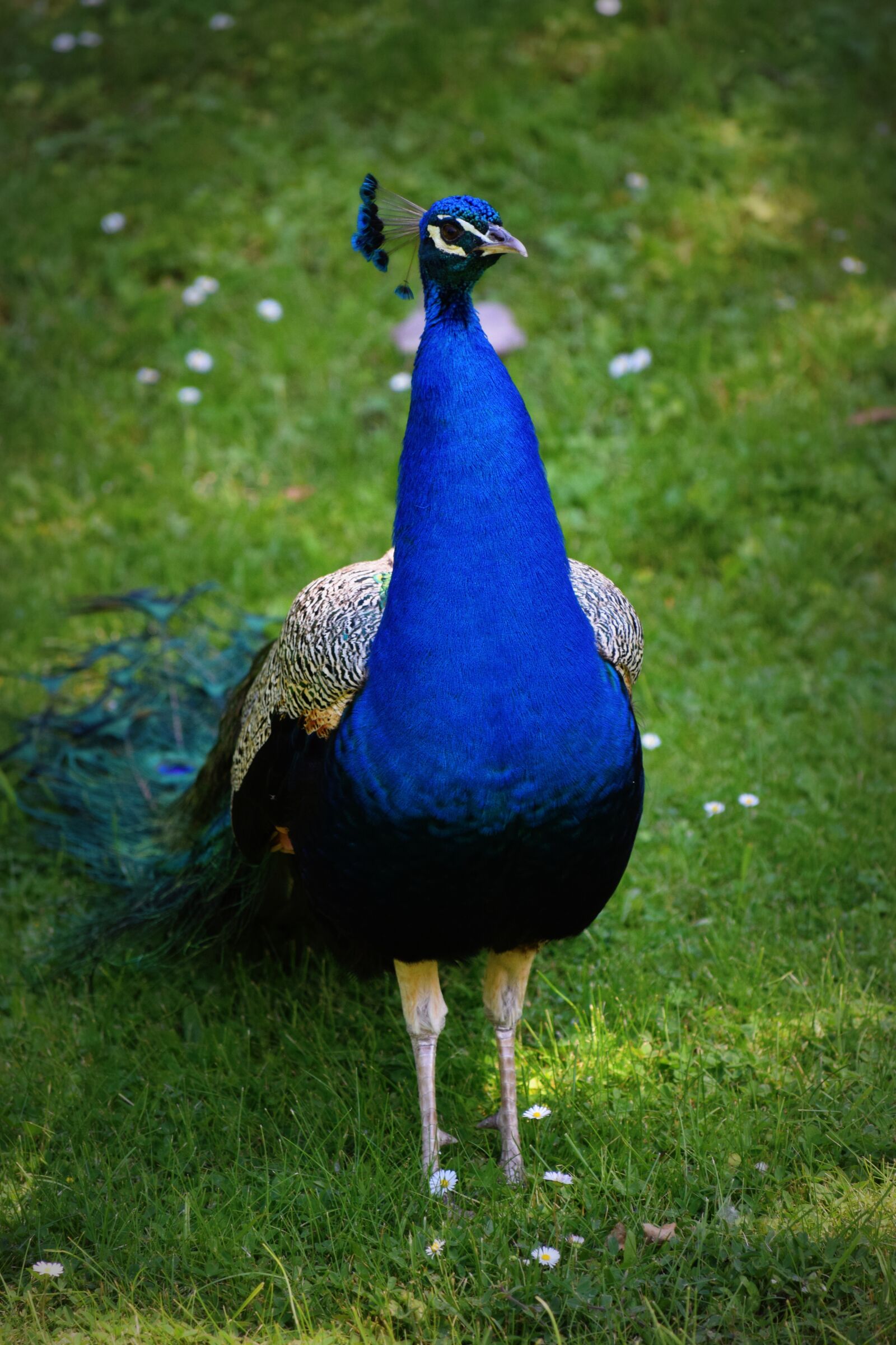 Nikon D3300 sample photo. Bird, peacock, color photography