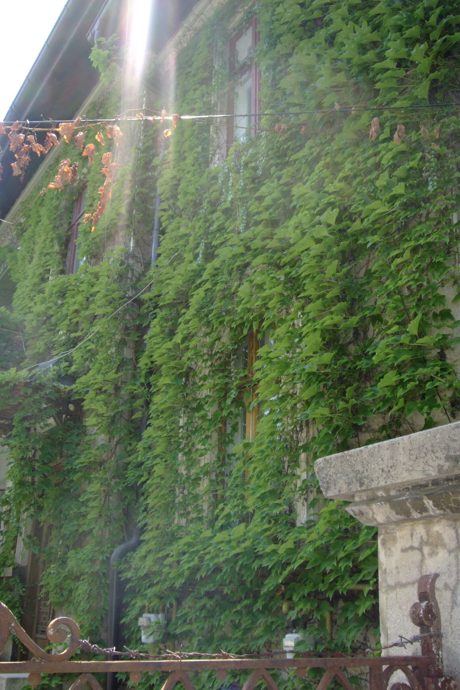 Fujifilm FinePix F50fd sample photo