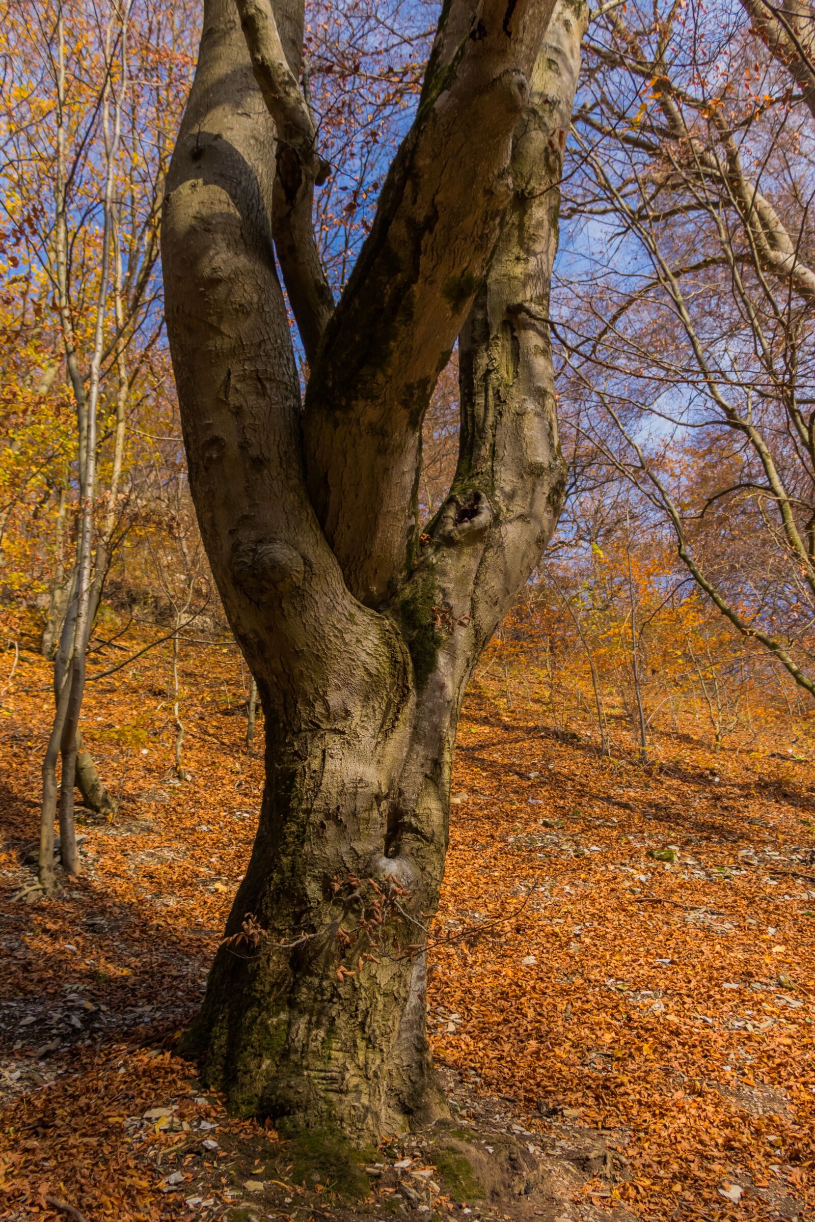 Canon EOS 650D (EOS Rebel T4i / EOS Kiss X6i) sample photo. Wood, nature, autumn photography