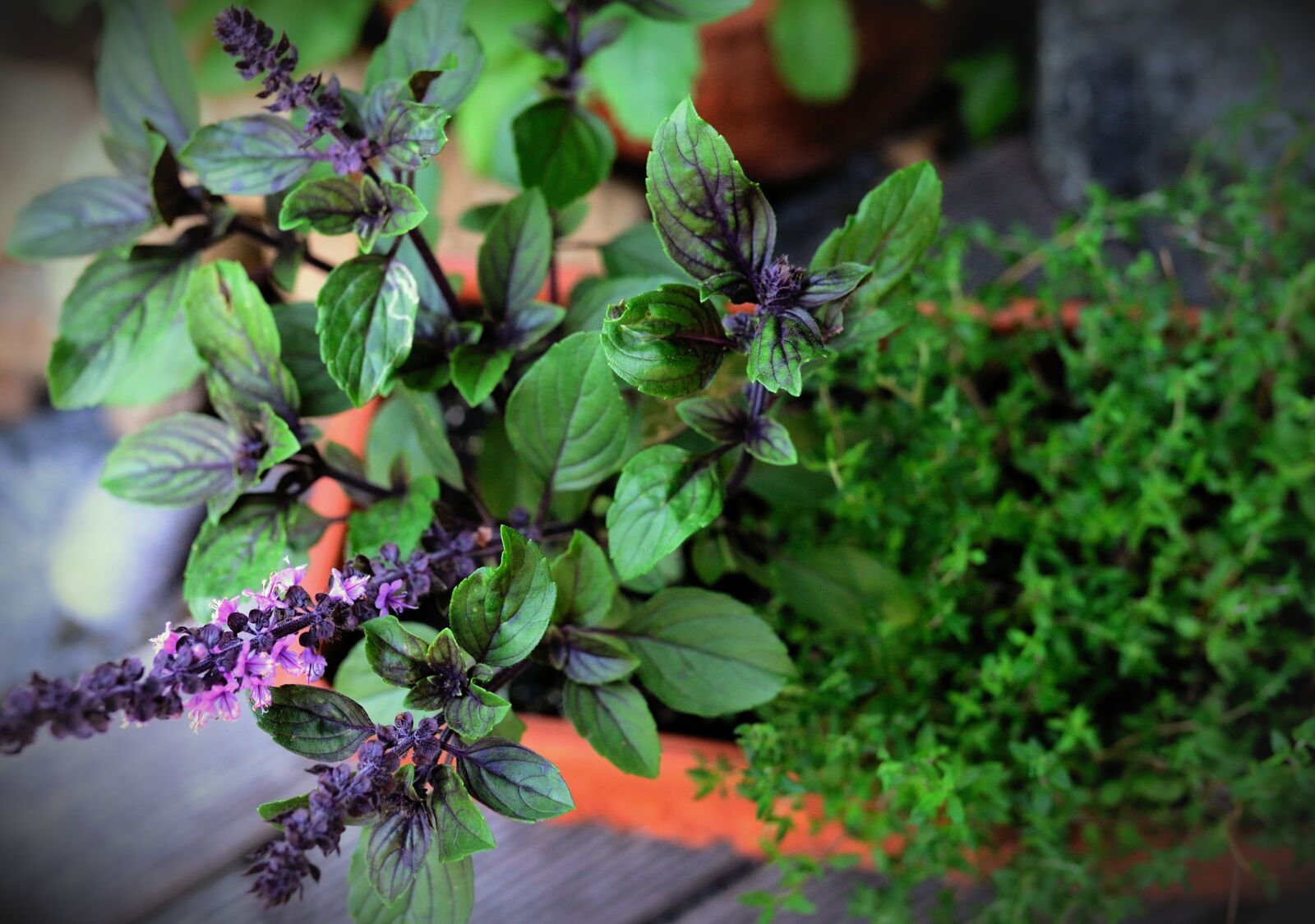 Nikon D610 sample photo. Basil bush basil, thyme photography