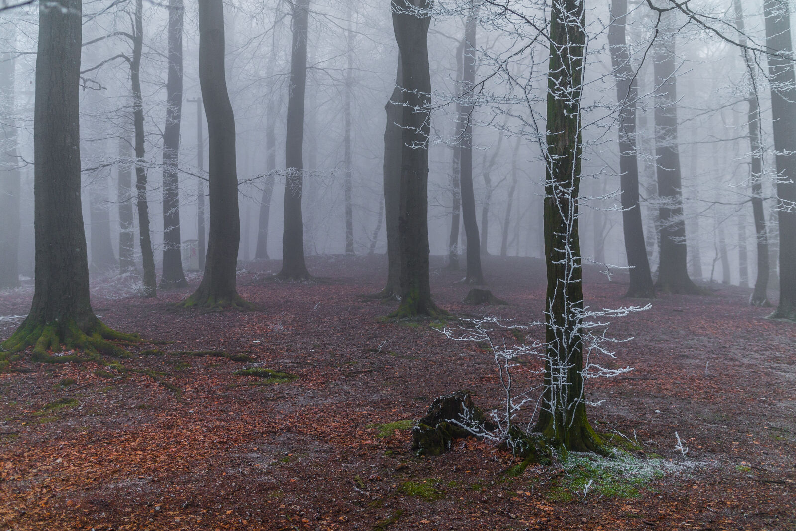 Canon EOS 70D sample photo. Forest, tree, winter photography