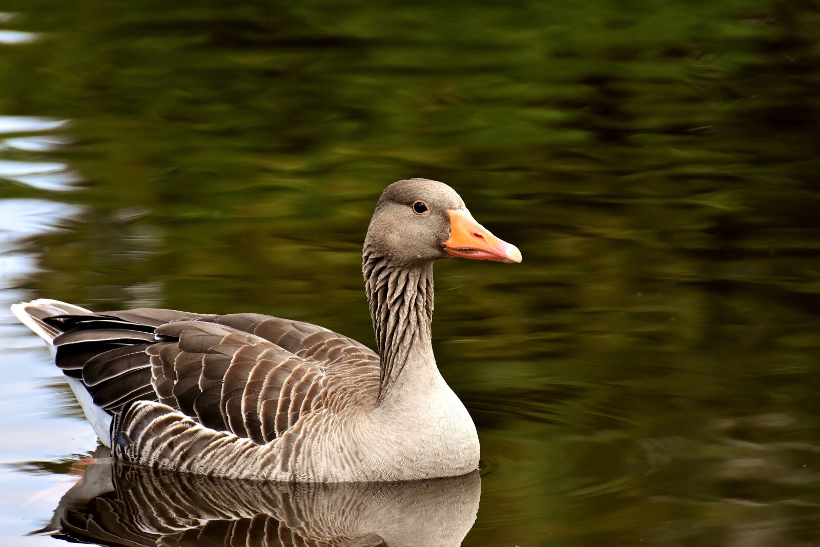Nikon D7200 sample photo. Goose, wild goose, water photography